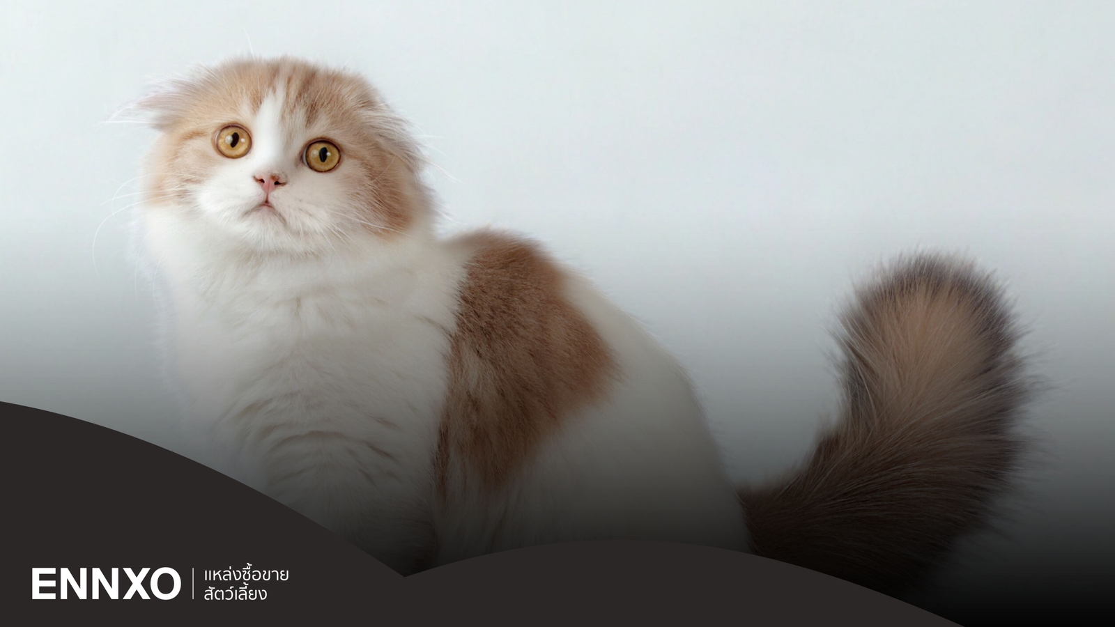 สก็อตติชโฟลด์ ขนยาว ลักษณะยังไง วิธีแยกจากแมวเปอร์เซีย