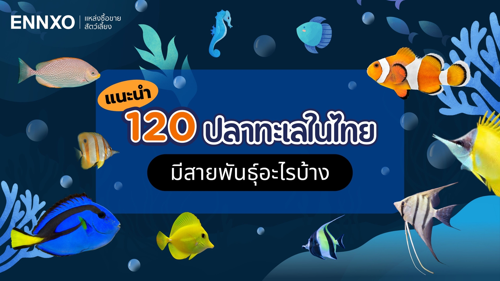 120 ภาพปลาทะเล พร้อมชื่อ ปลาทะเลในไทยมีอะไรบ้าง แนะนำชนิดปลาทะเล | ENNXO