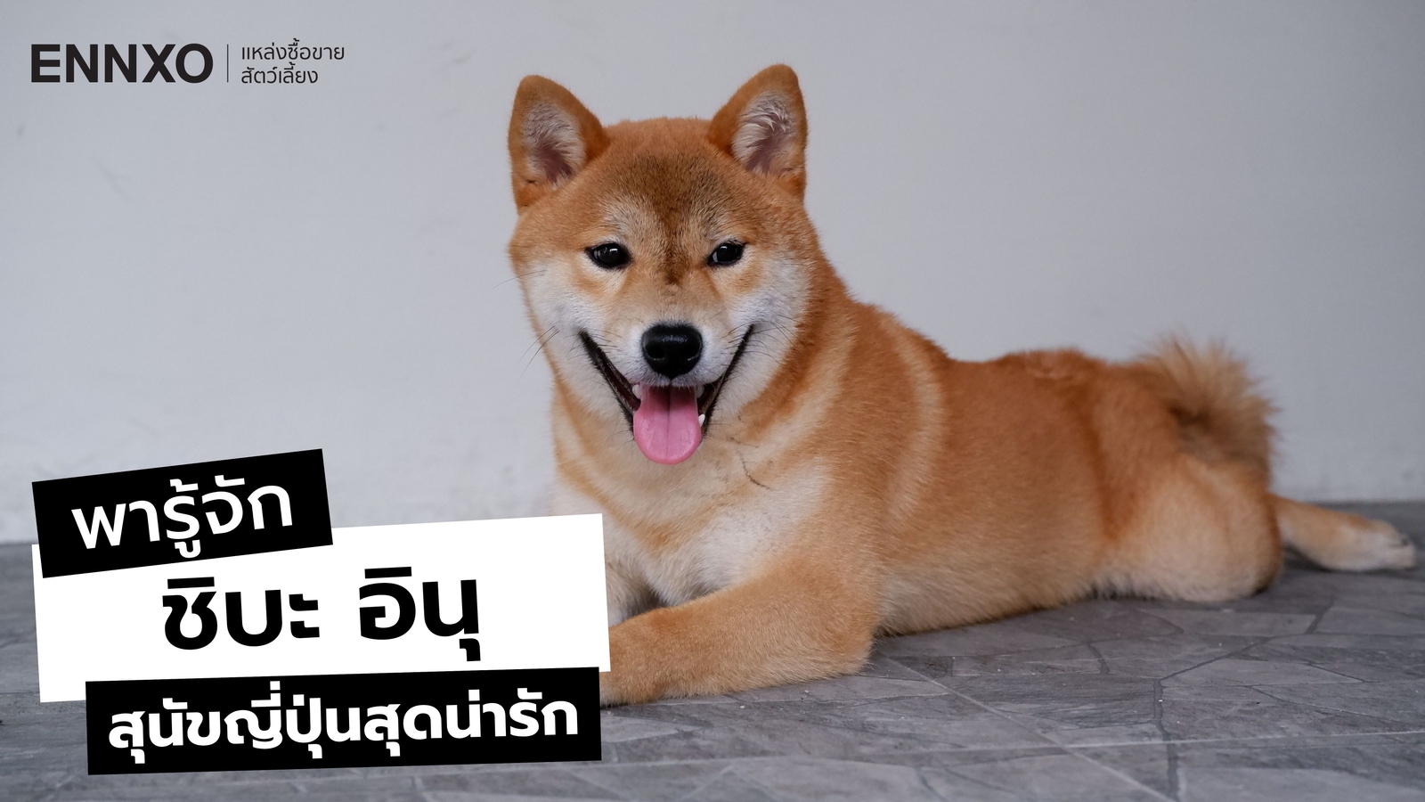 ชิบะ อินุ (Shiba Inu) สุนัขญี่ปุ่นสุดน่ารัก ลักษณะ และนิสัย