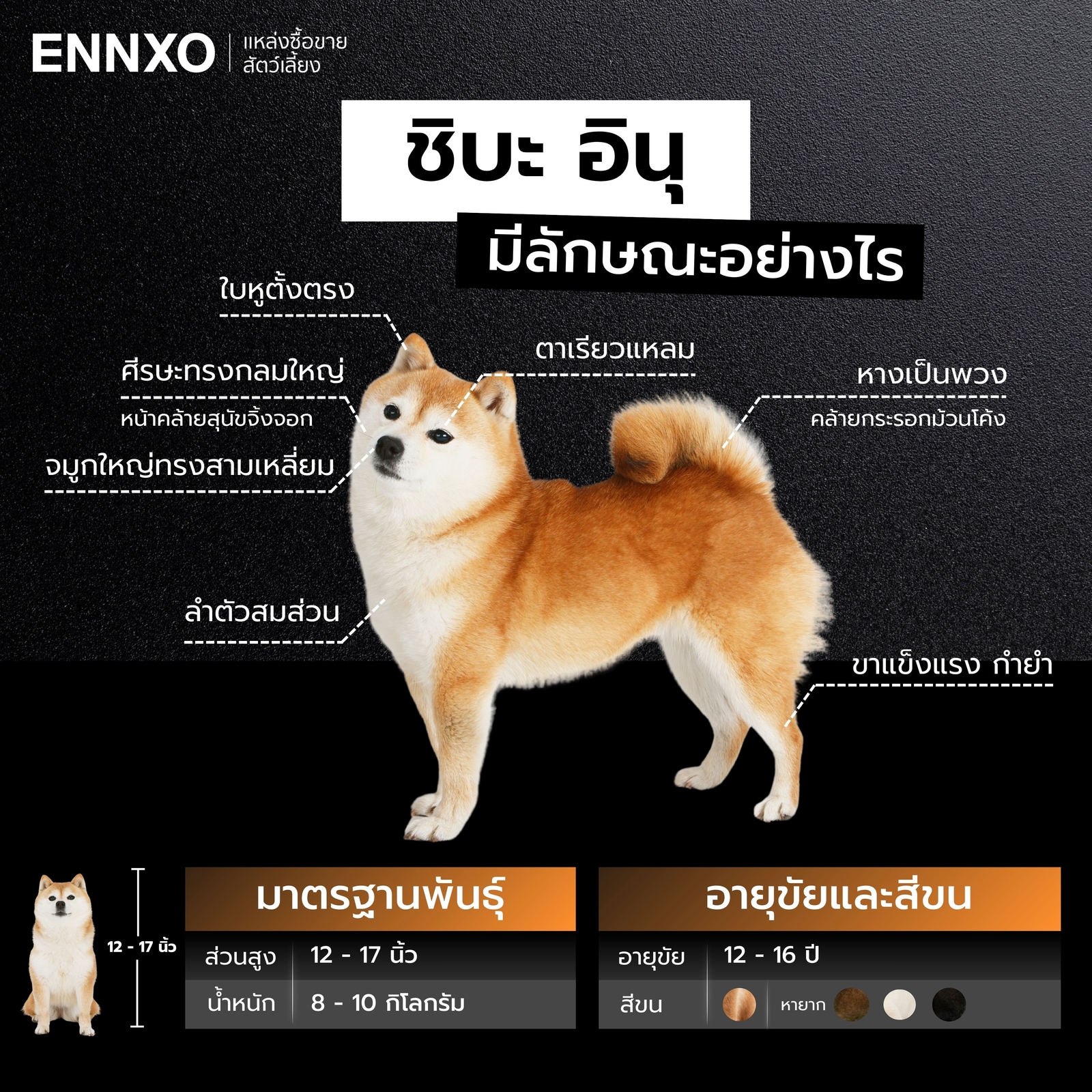 ชิบะ อินุ ลักษณะเป็นยังไง