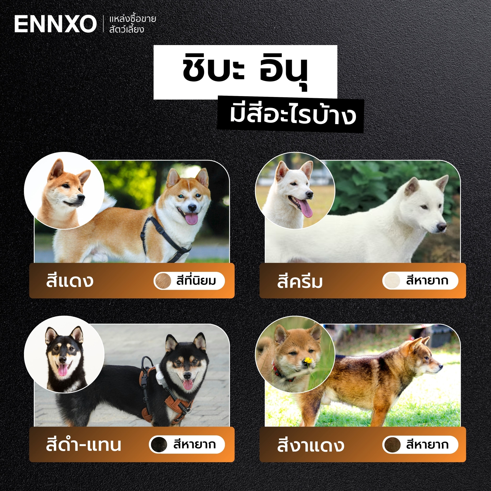 ชิบะ อินุ สีไหนหายาก