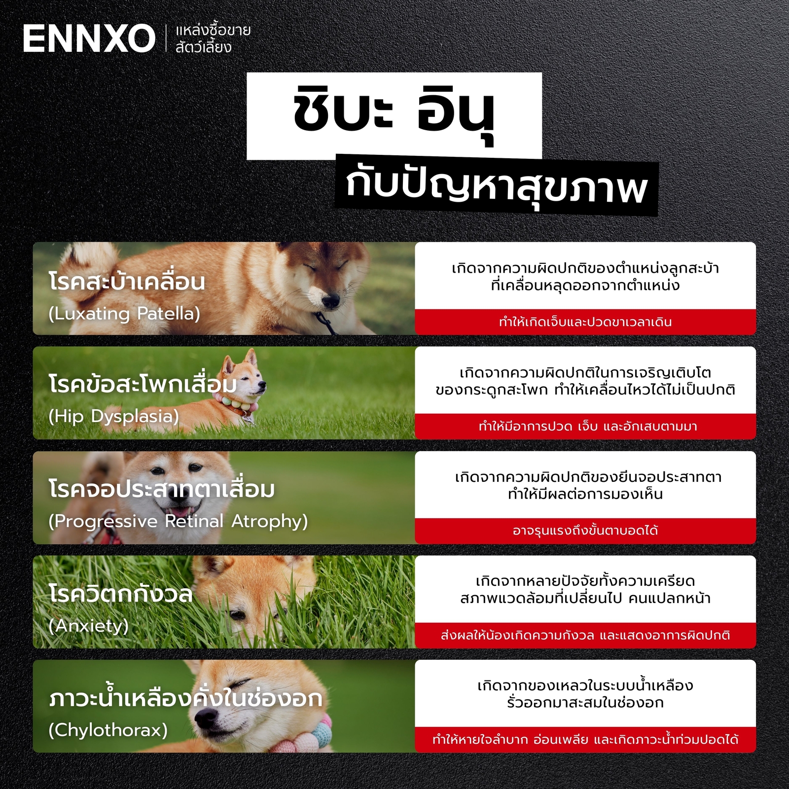 โรคที่พบบ่อยในชิบะ อินุ