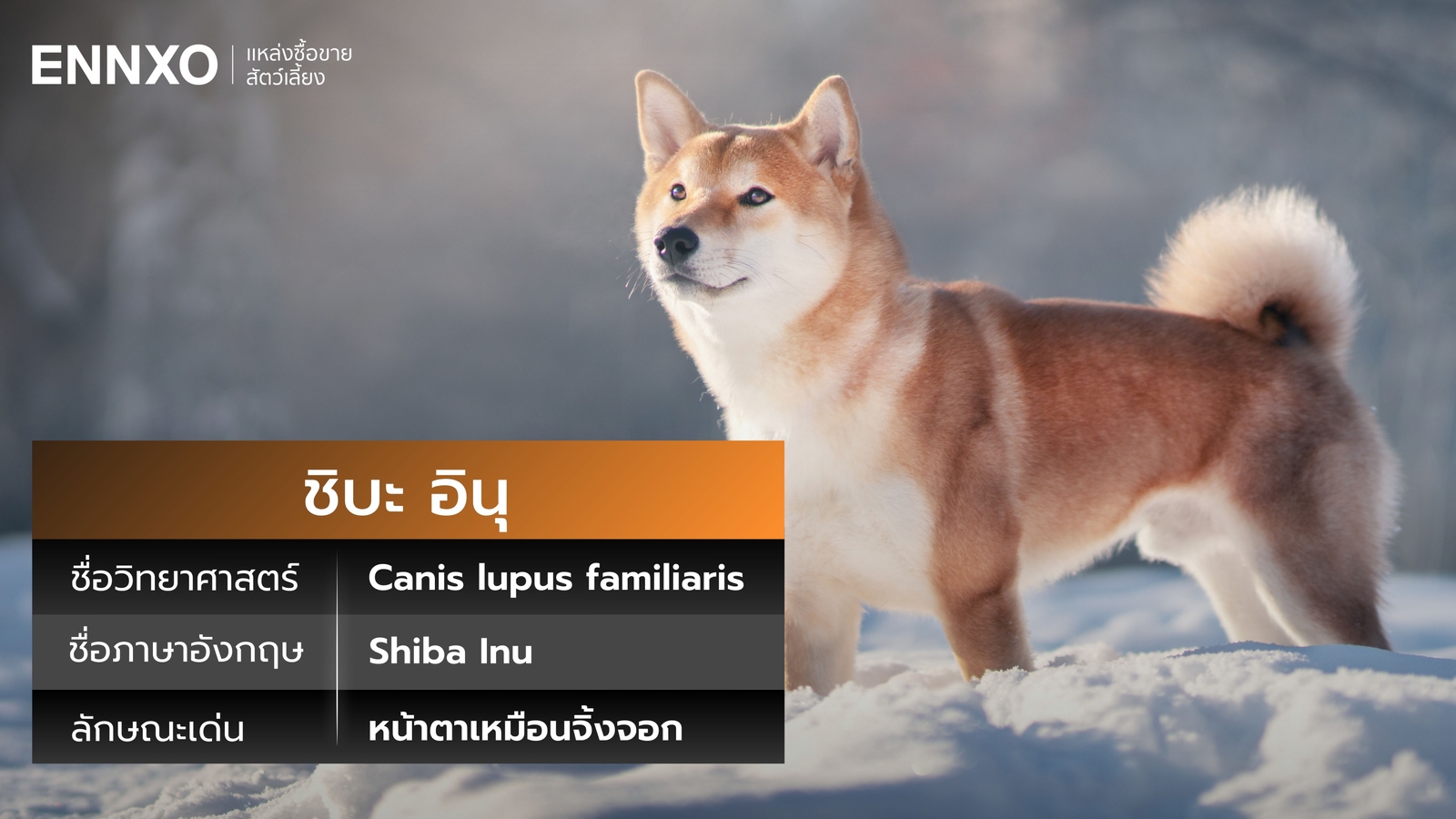 ชิบะ อินุ ภาษาอังกฤษ