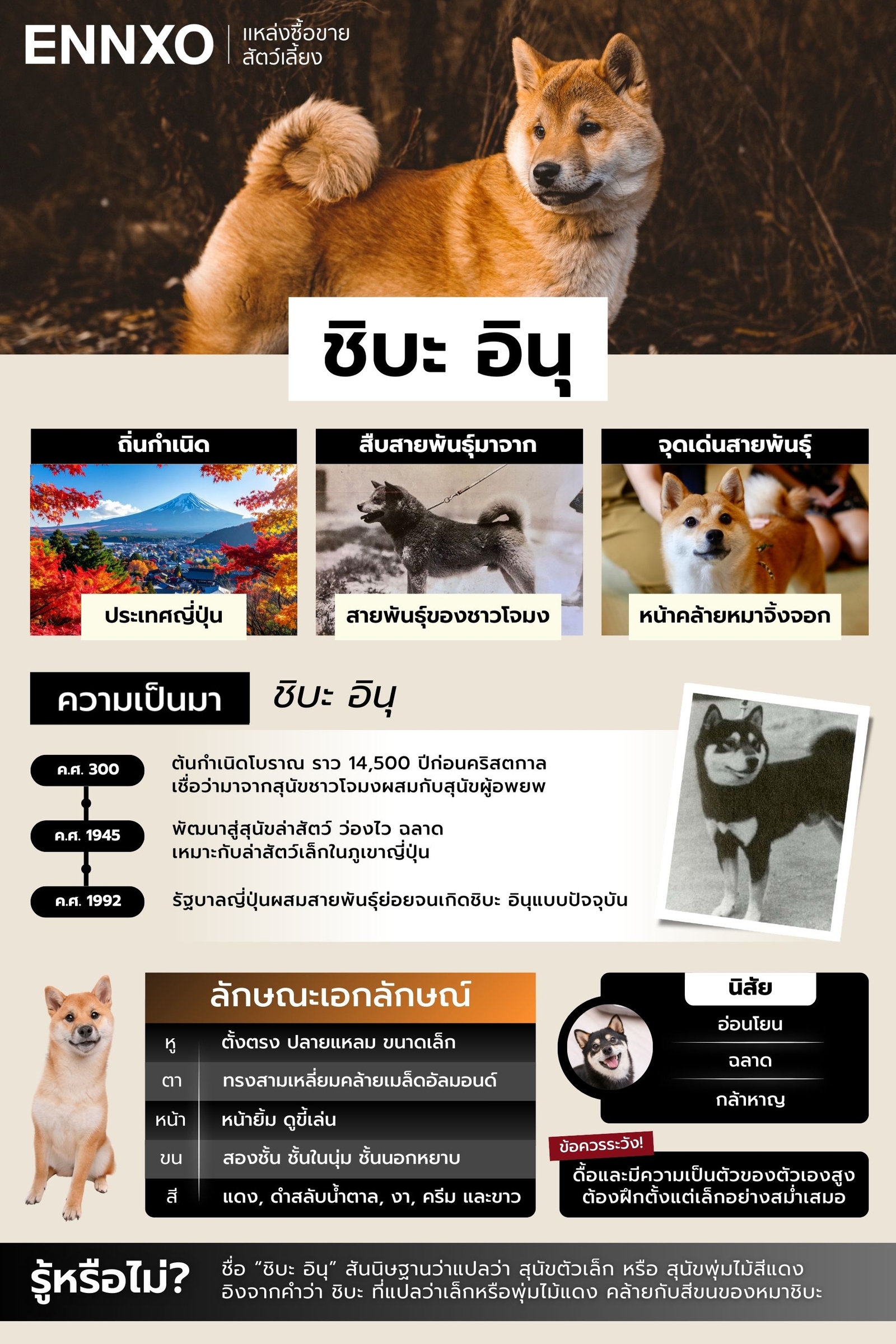 สรุปข้อมูลหมาชิบะ อินุ