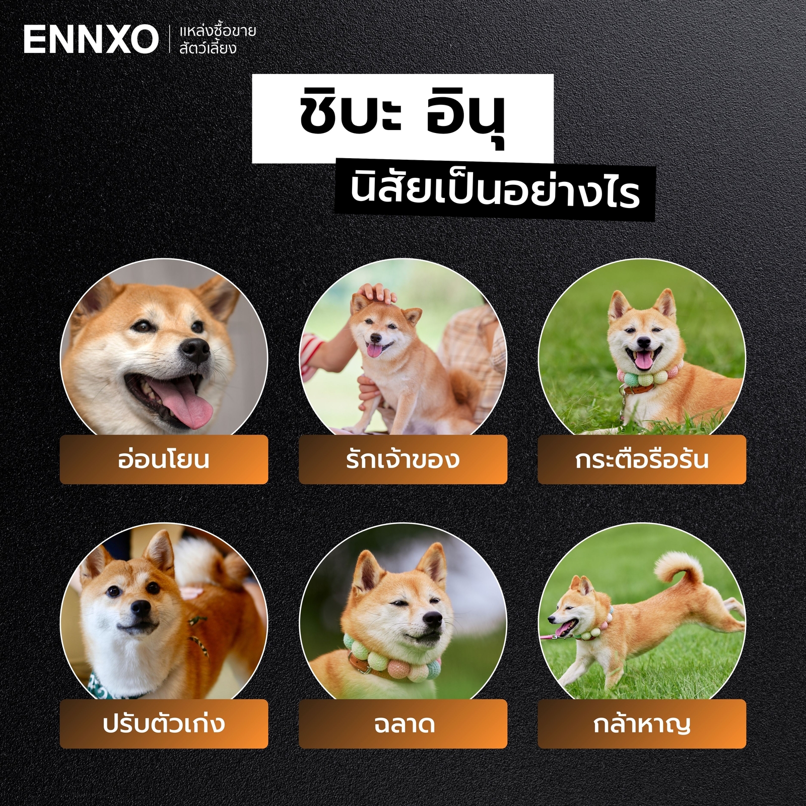 ชิบะ อินุ นิสัยเป็นยังไง