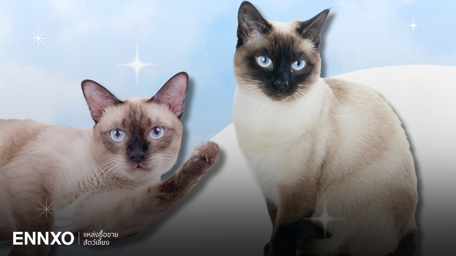 แมววิเชียรมาศ (Siamese Cat) กับความเชื่อโบราณว่าเป็นแมวไทยนำโชค