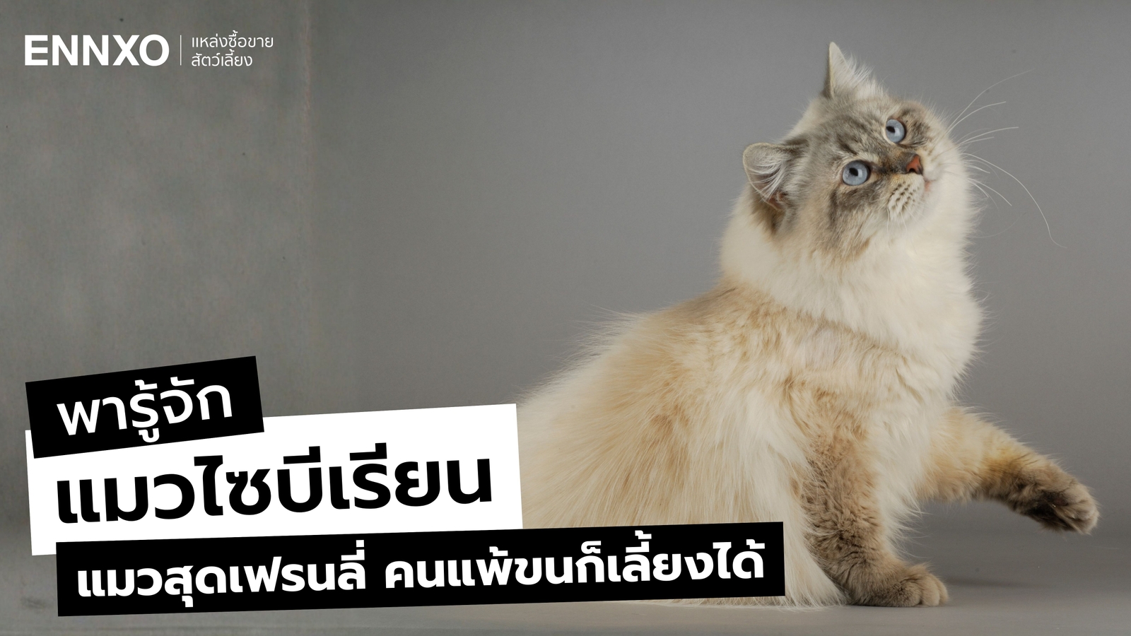 ประวัติแมวไซบีเรียน (Siberian Cat) นิสัยยังไง แพ้ขนแมวเลี้ยงได้?