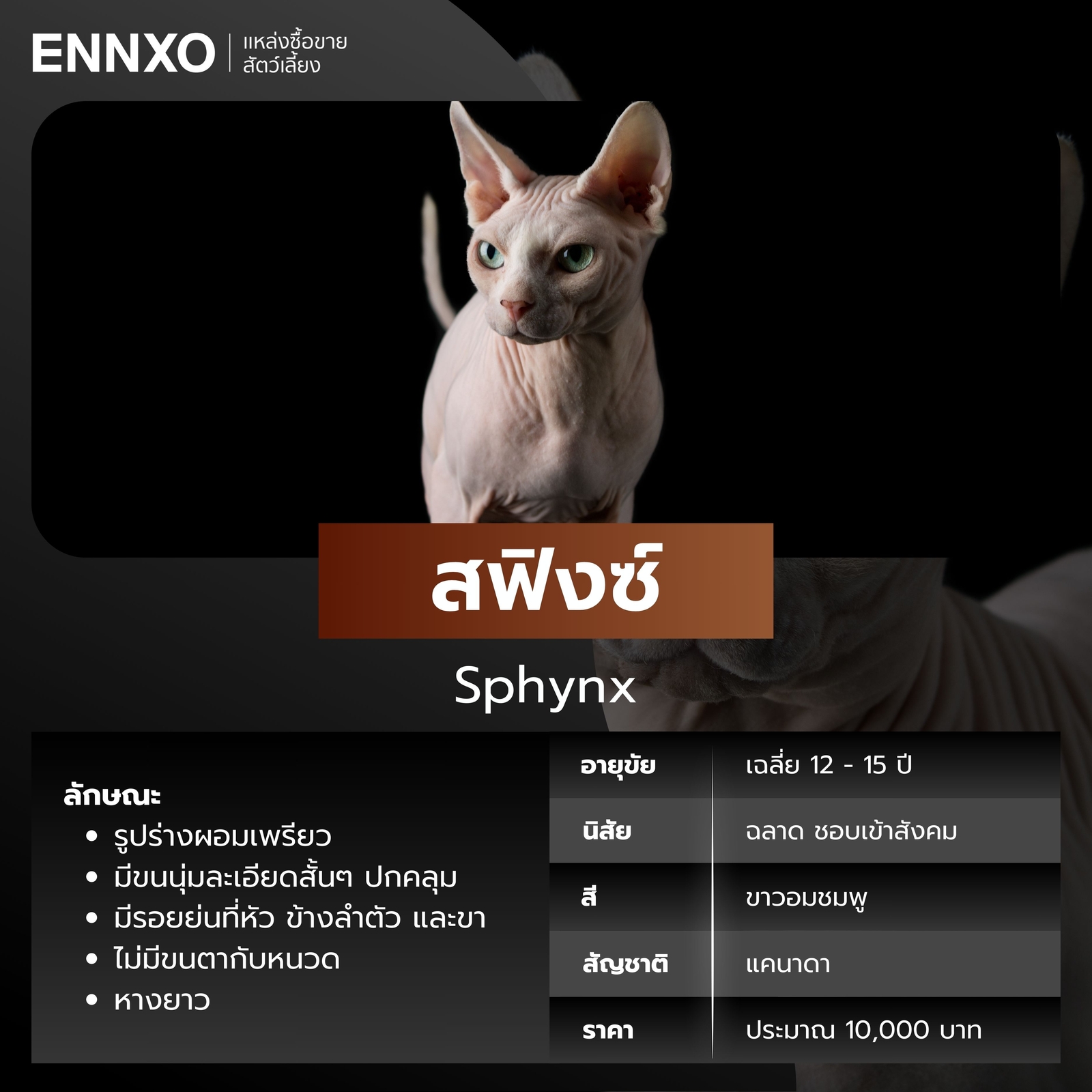 แมวไร้ขน สฟิงซ์