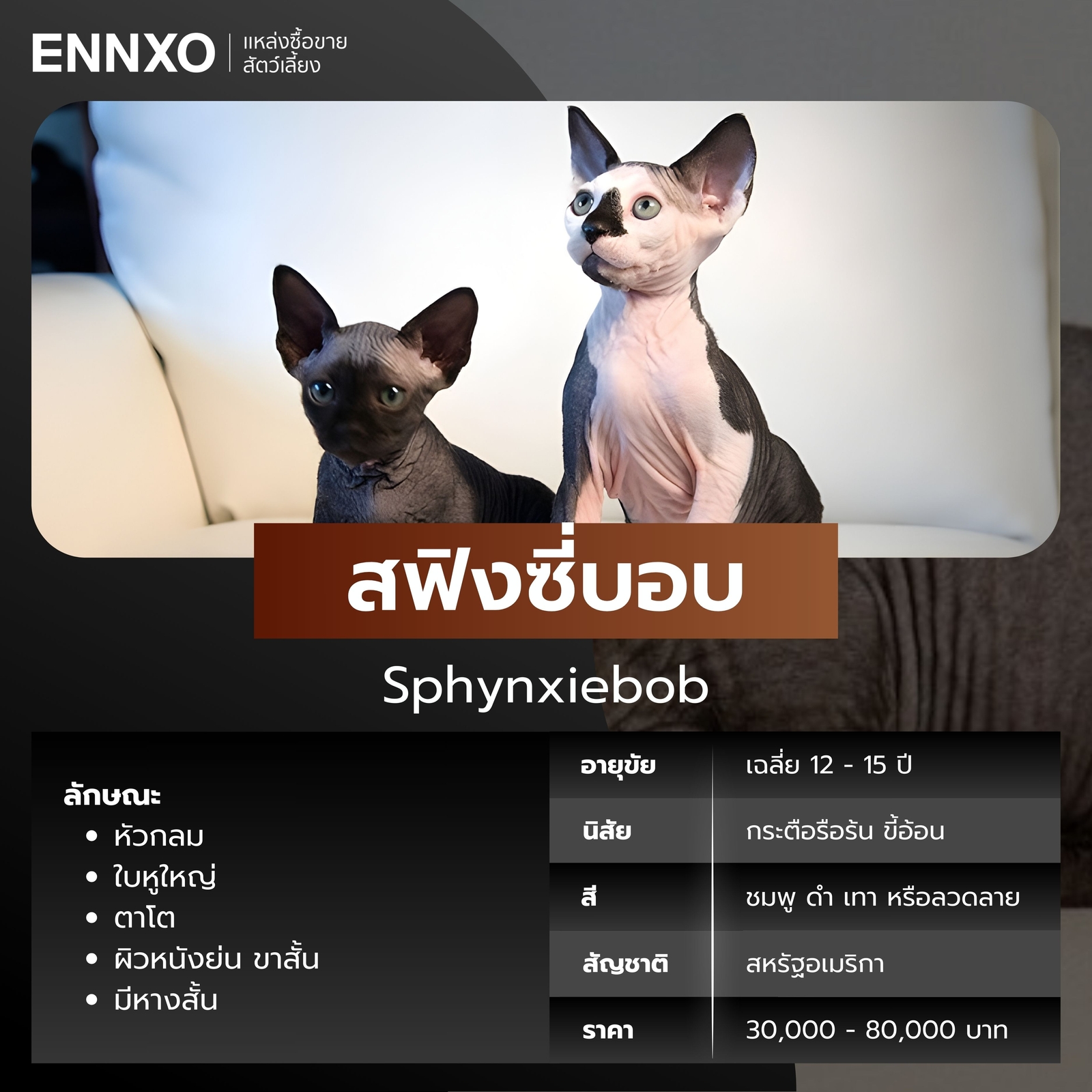 แมวไร้ขน สฟิงซี่บอบ