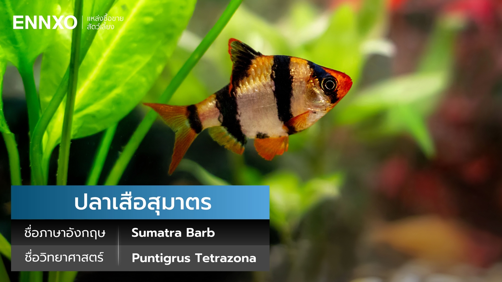 ปลาเสือสุมาตรา นิสัย และวิธีเลี้ยง