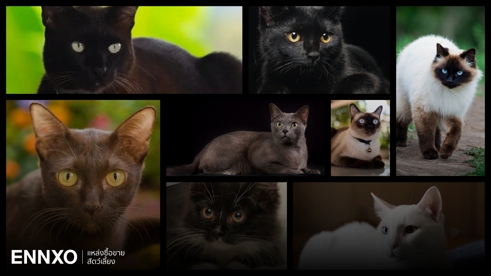 แมวพันธุ์ไทยมีกี่สายพันธุ์ รู้จักแมวไทยมงคลโบราณ หายาก ทั้งหมด