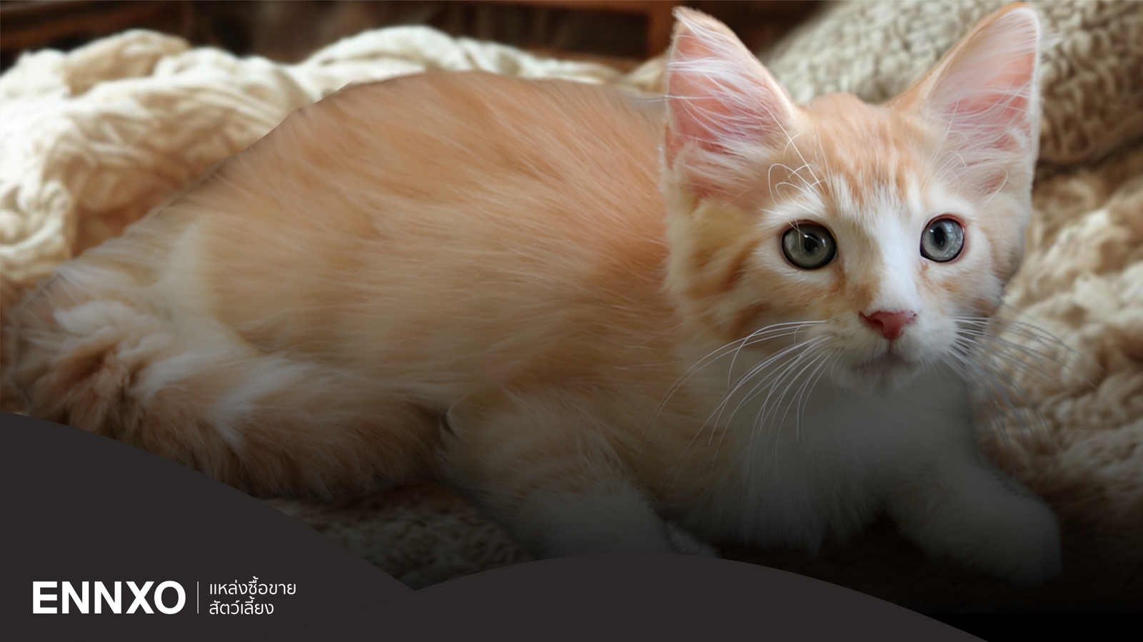 แมวเปอร์เซียผสมไทย มีลักษณะและนิสัยเป็นอย่างไร   