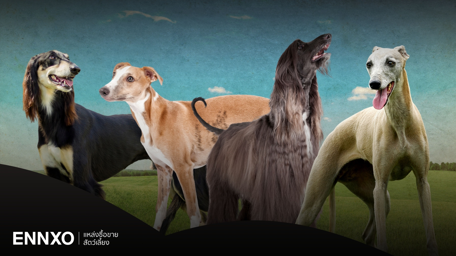 8 สุนัขที่วิ่งเร็วที่สุดในโลก มีสายพันธุ์อะไร วิ่งเร็วเท่าไหร่?