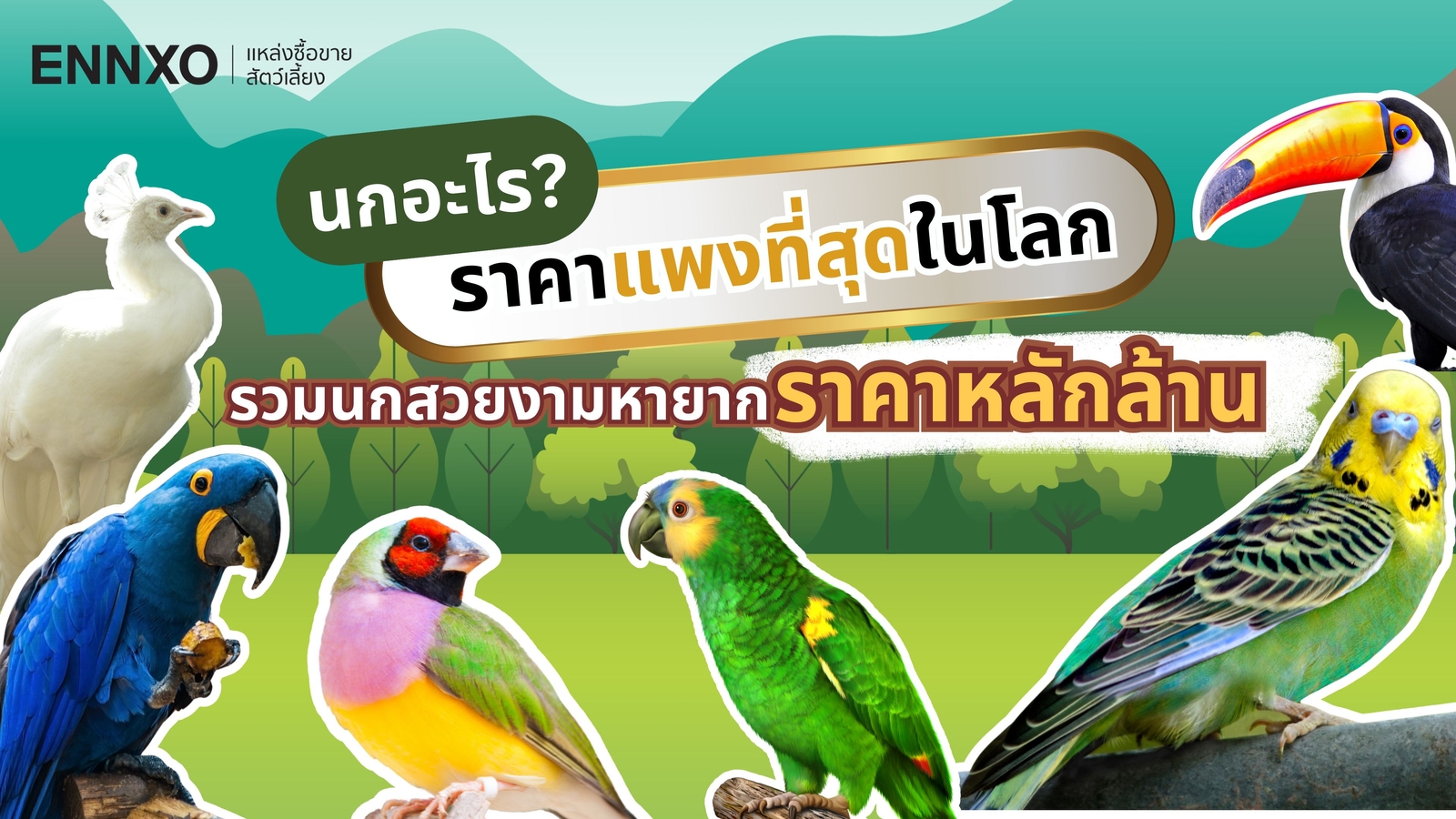 สายพันธุ์นกที่ราคาแพงที่สุดในโลก นกสวยงามในไทยพันธุ์หายาก