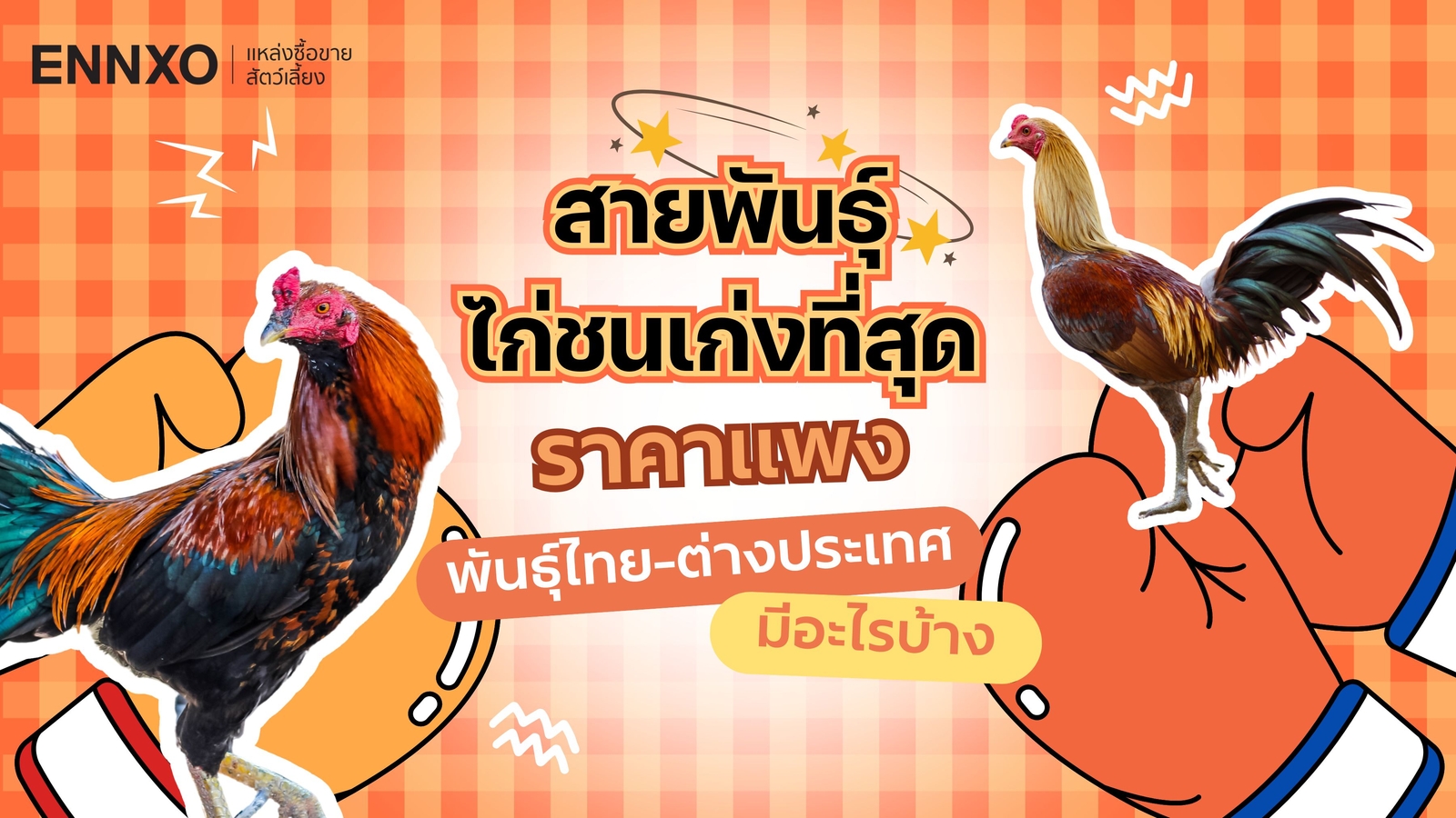 สายพันธุ์ไก่ชนที่เก่งที่สุดในโลก เช็คพันธุ์ไก่ชนราคาแพง 