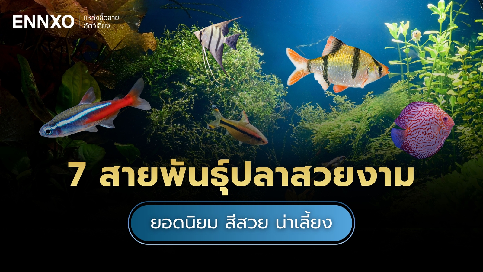 รวมปลาสวยงาม เลี้ยงง่าย ราคาเท่าไหร่ มีสายพันธุ์อะไรบ้าง