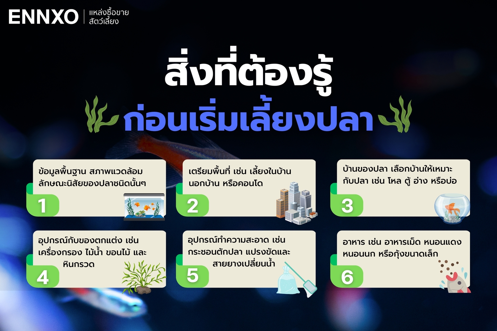 6 ข้อควรรู้ก่อนเริ่มเลี้ยงปลา