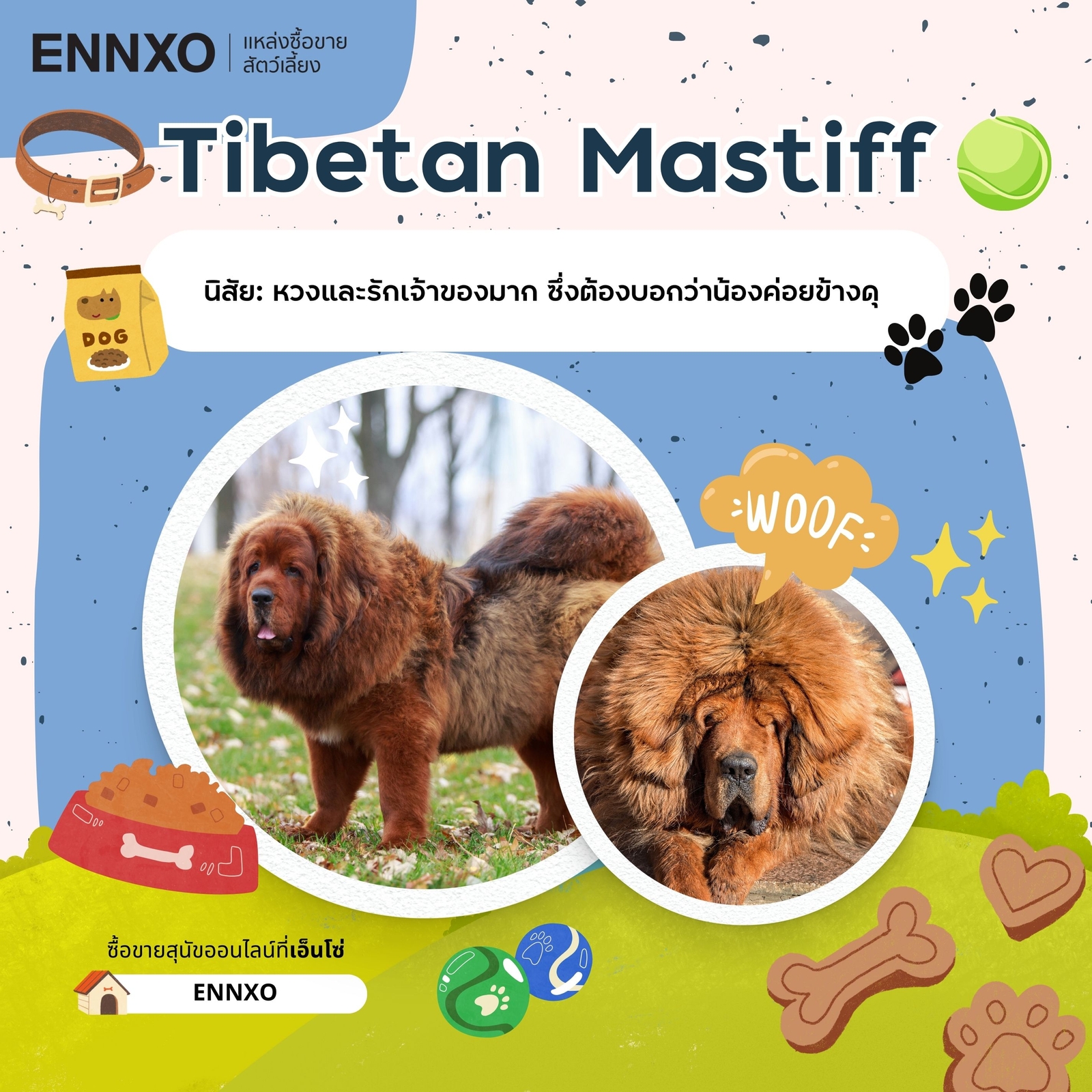 ซื้อขาย Tibetan Mastiff ทิเบตันแมสติฟฟ์