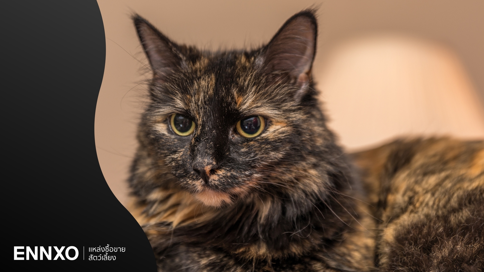 รู้จักแมวสีเปรอะ ลายสุดน่ารัก มีพันธุ์อะไรบ้าง นิสัยเป็นยังไง