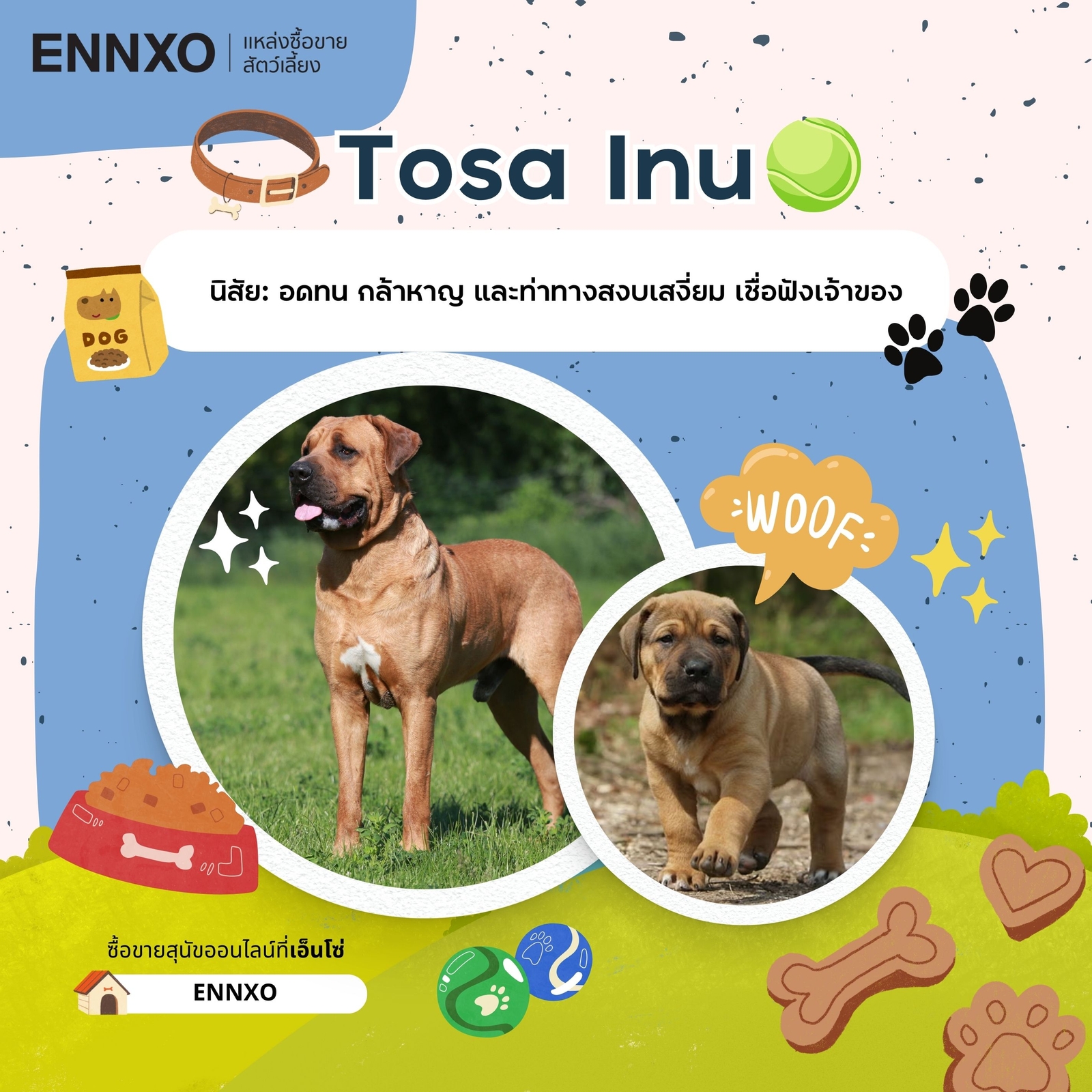 ซื้อขาย Tosa Inu โทสะ อินุ