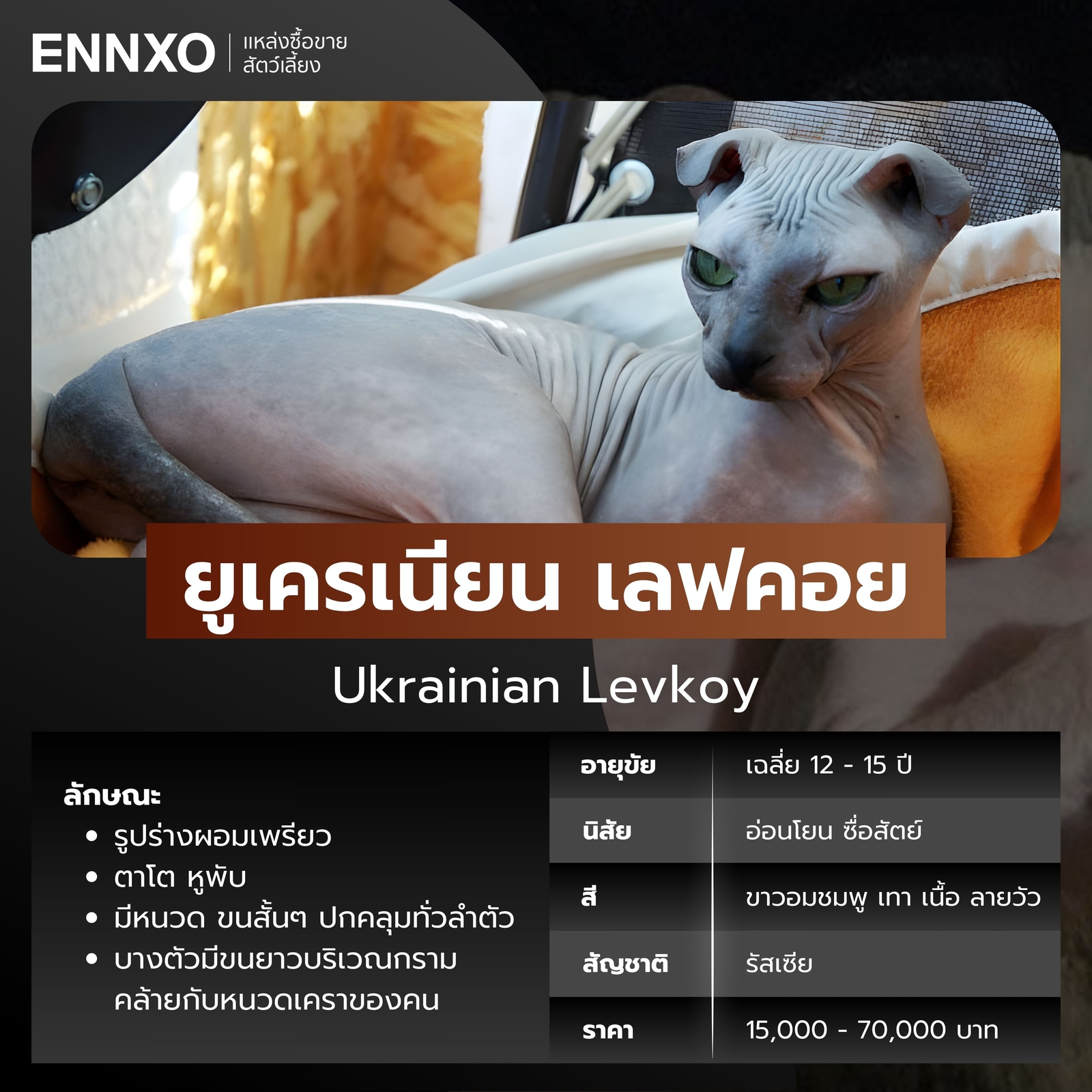 แมวไร้ขน ยูเครเนียน เลฟคอย