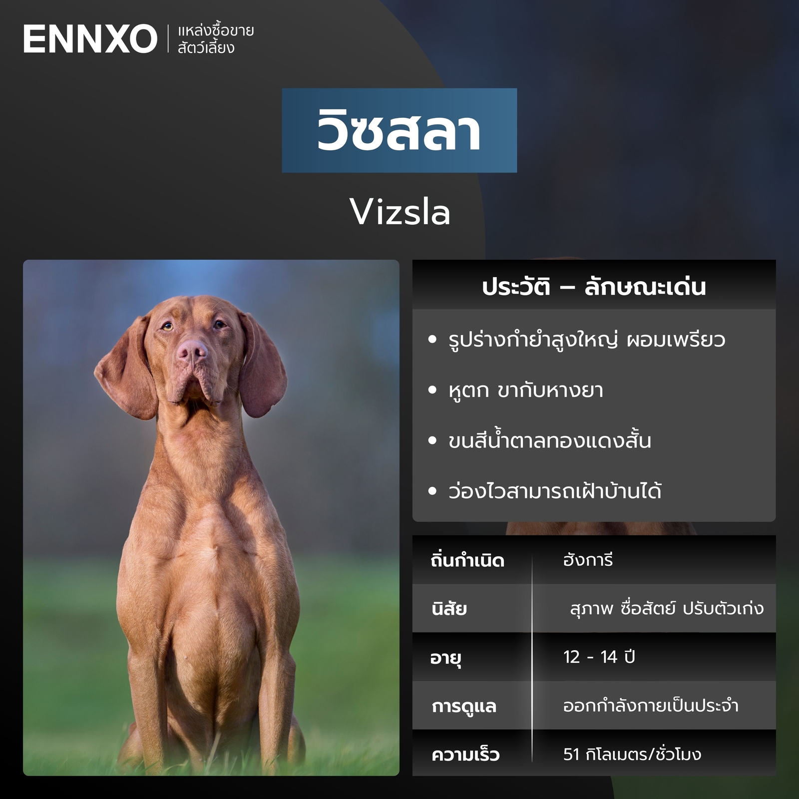 สุนัขวิซสลา สุนัขวิ่งเร็วที่สุด