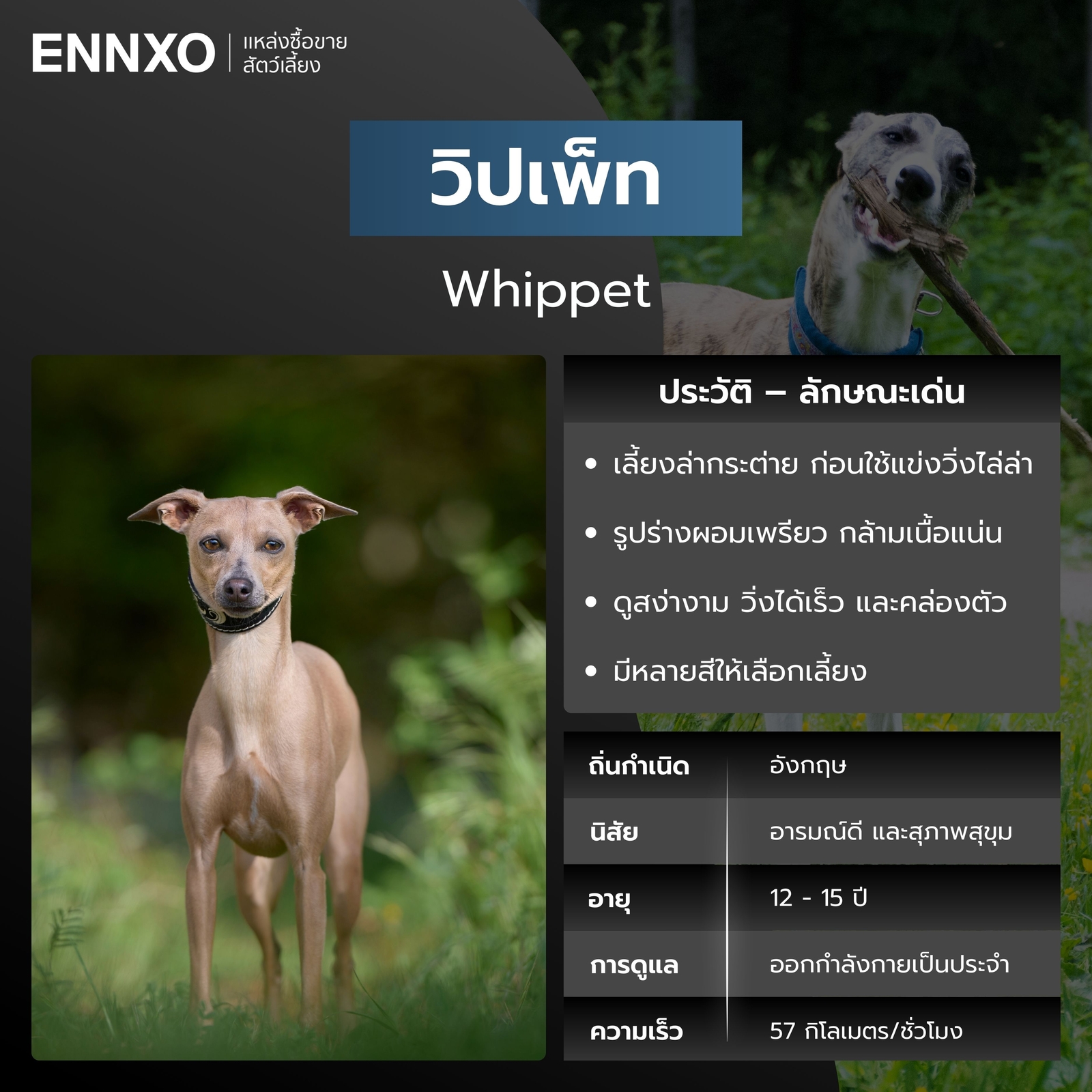 สุนัขวิปเพ็ท สุนัขวิ่งเร็วที่สุด