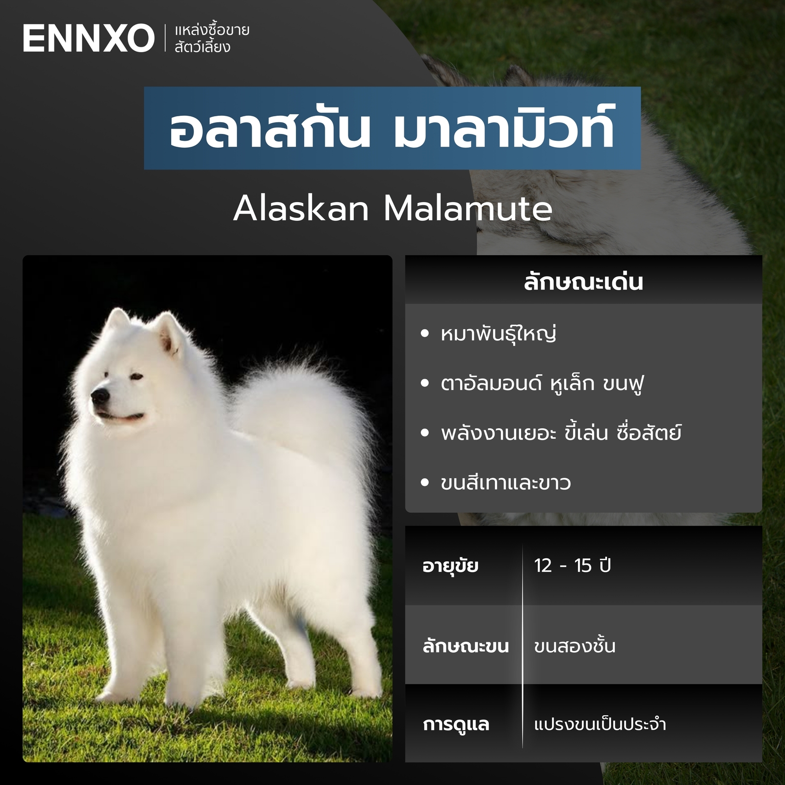 สุนัขอลาสกัน มาลามิวท์ สีขาว