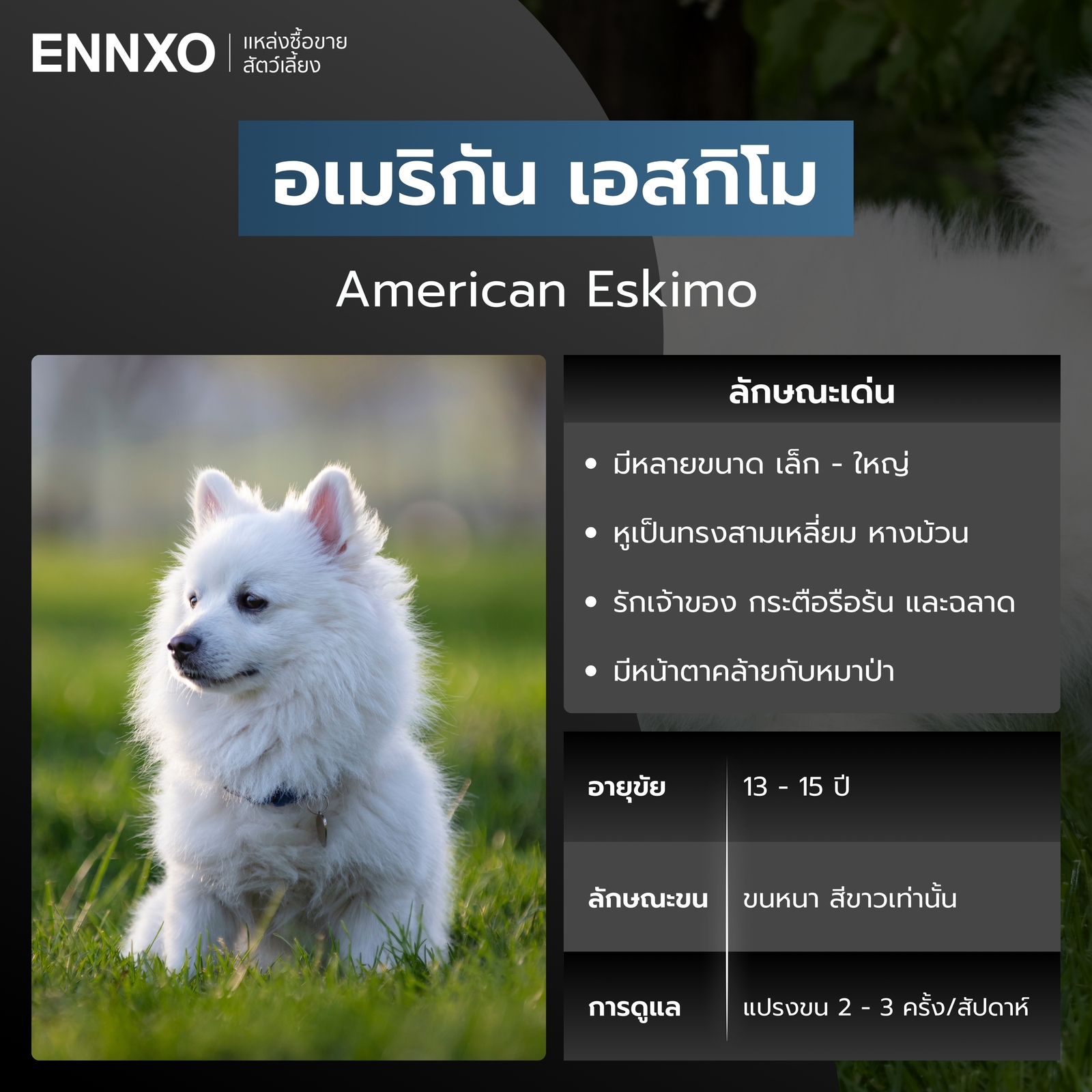 สุนัขอเมริกัน เอสกิโม สีขาว