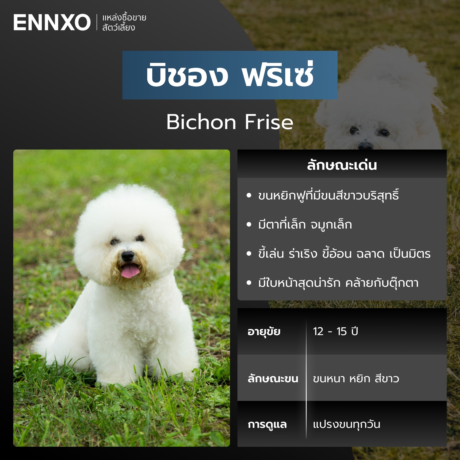 สุนัขบิชอง ฟริเซ่ สีขาว