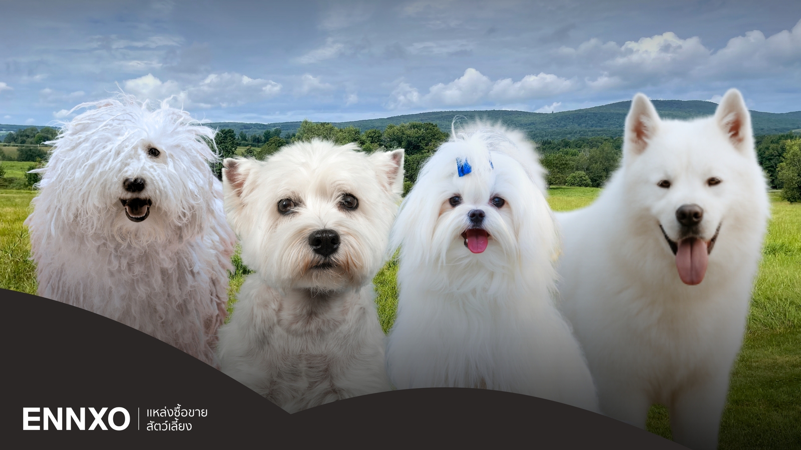 แนะนำ 10 สายพันธุ์หมาสีขาว ตัวเล็ก ตัวใหญ่ สุดน่ารัก