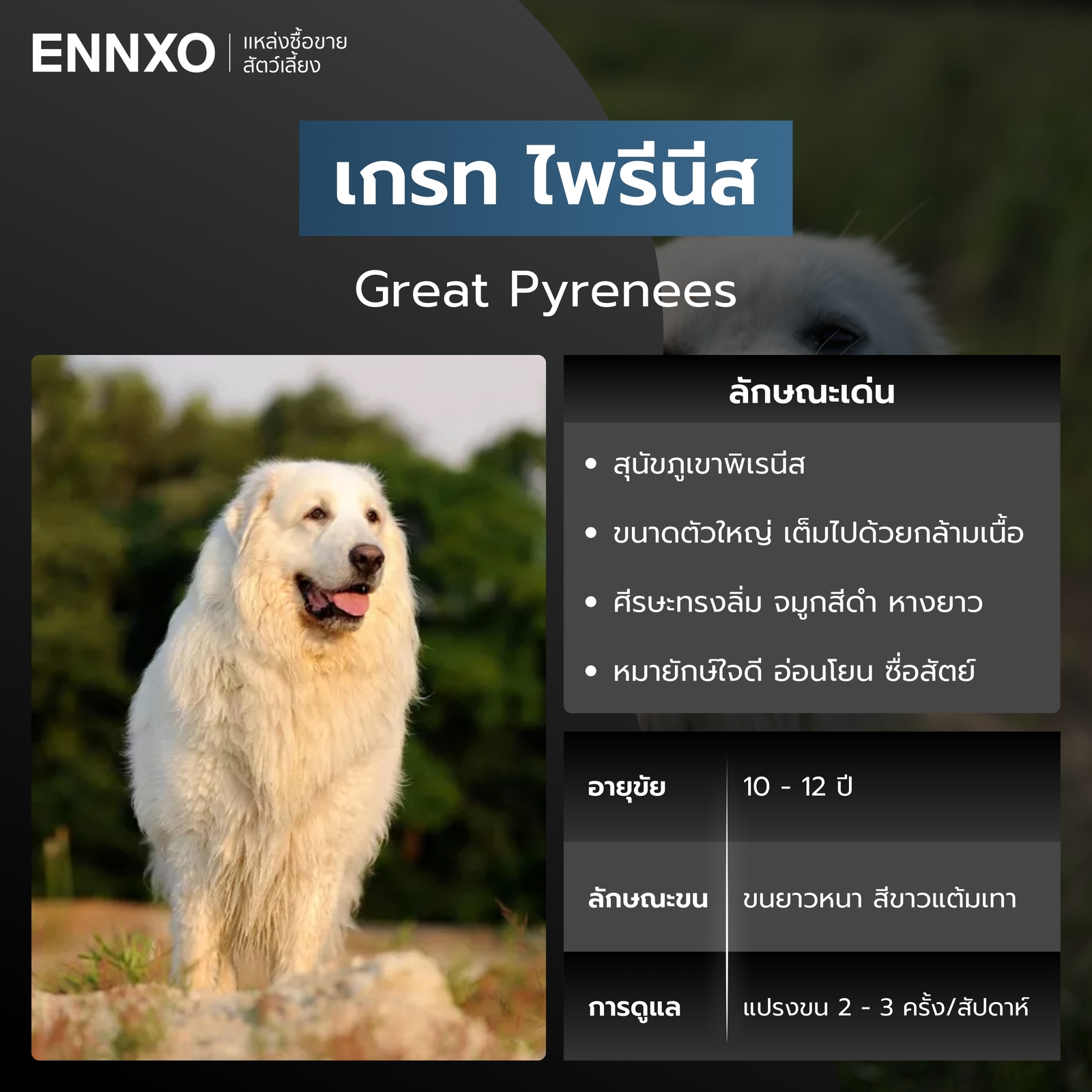 สุนัขเกรท ไพรีนีส สีขาว