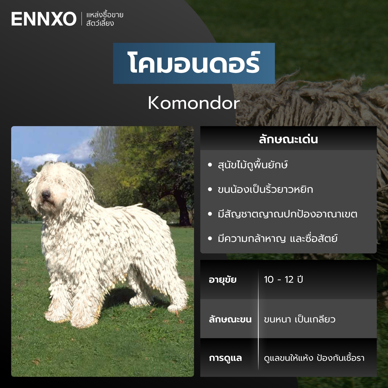 สุนัขโคมอนดอร์ สีขาว