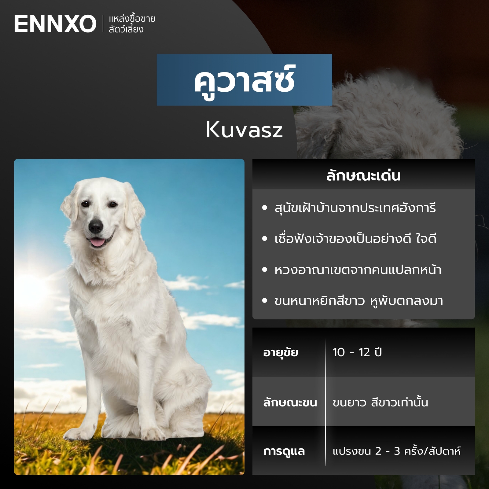 สุนัขคูวาสซ์ สีขาว