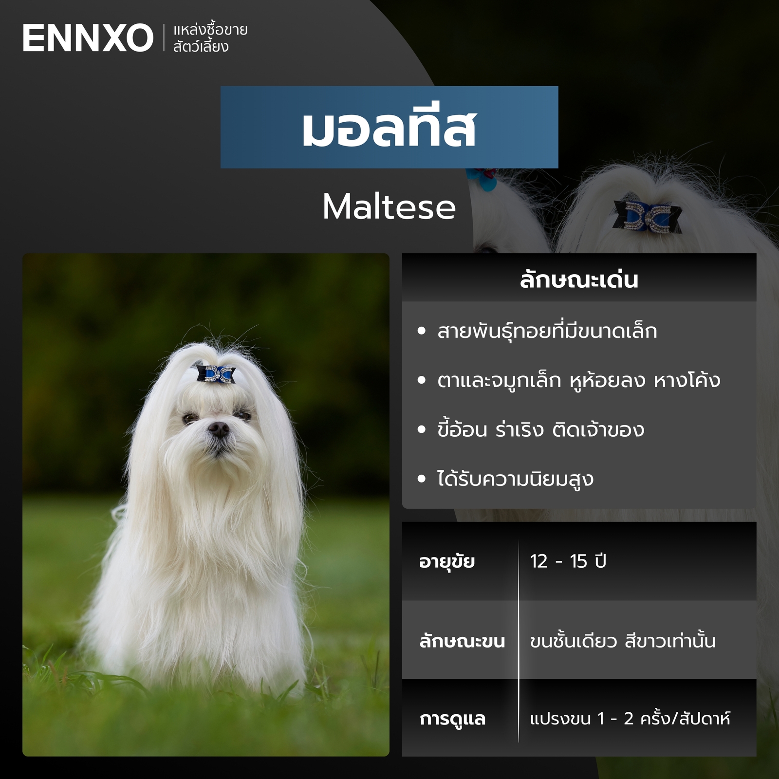 สุนัขมอลทีส สีขาว
