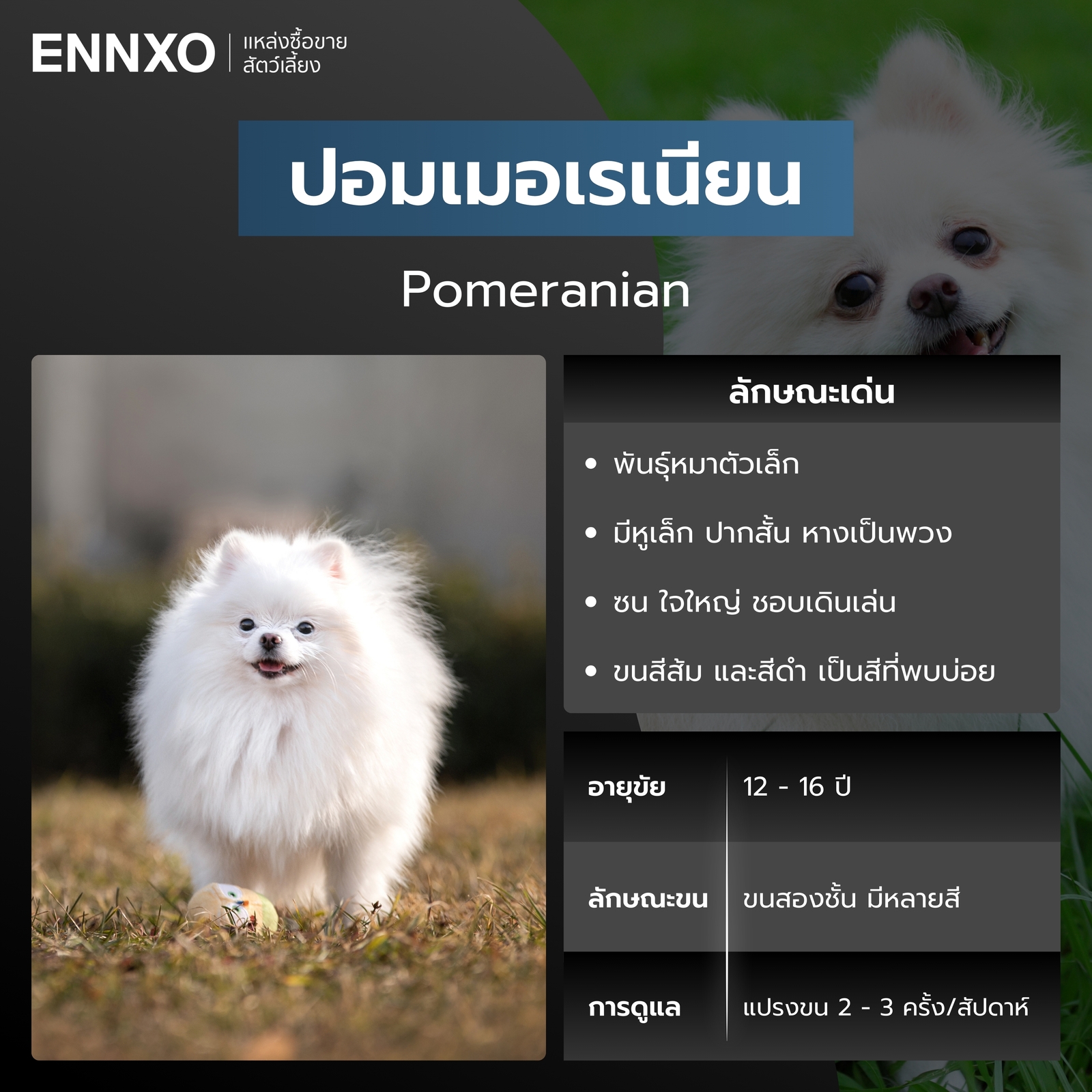 สุนัขปอมเมอเรเนียน สีขาว