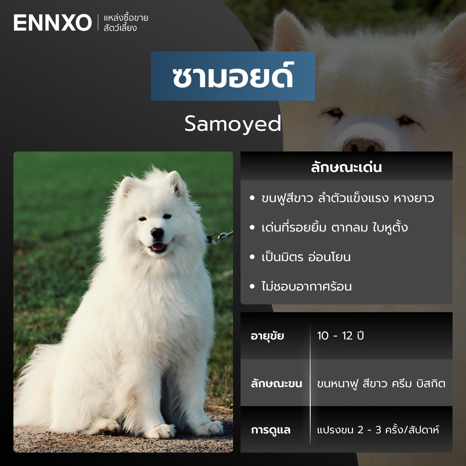 สุนัขซามอยด์ สีขาว