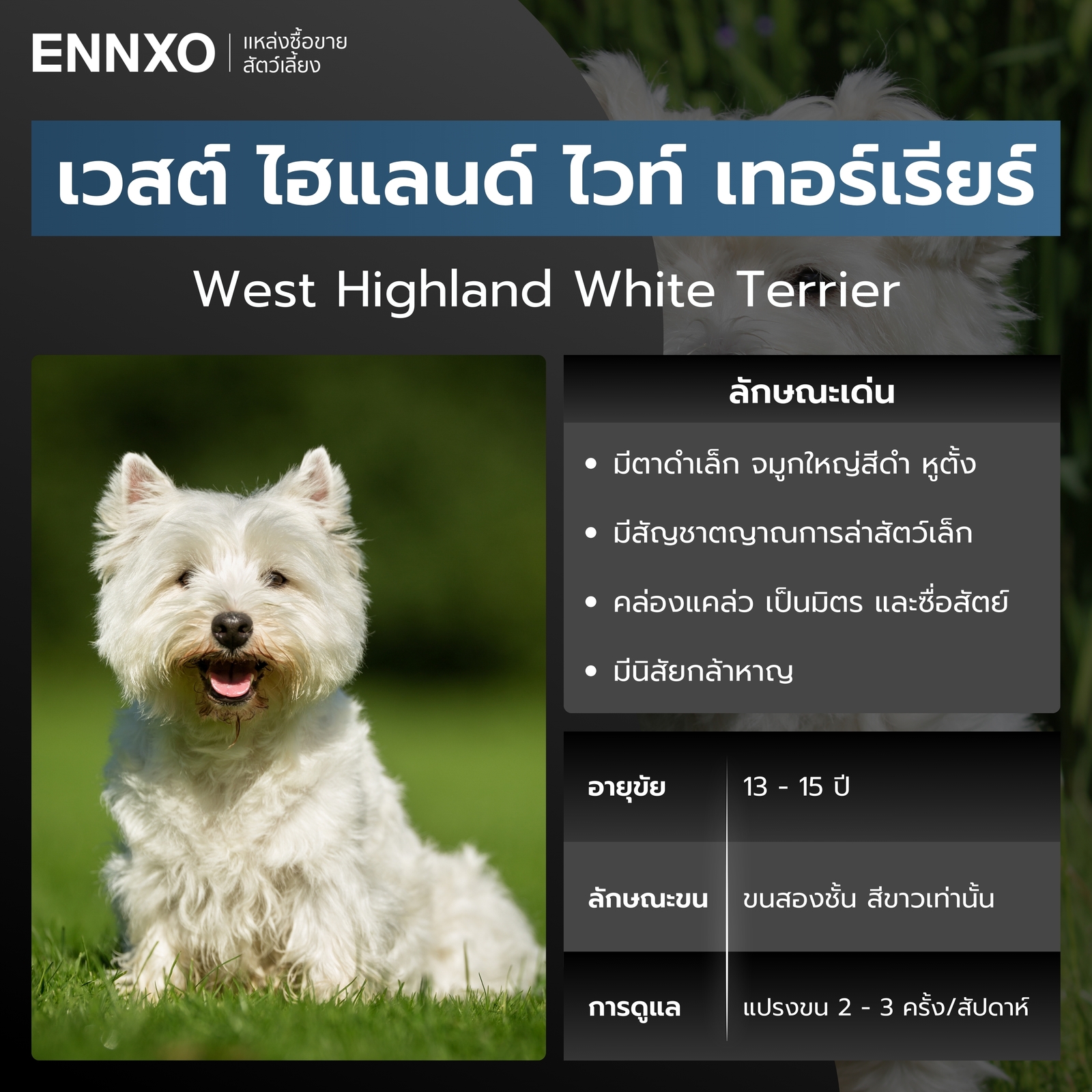 สุนัขเวสต์ ไฮแลนด์ ไวท์ เทอร์เรียร์ สีขาว