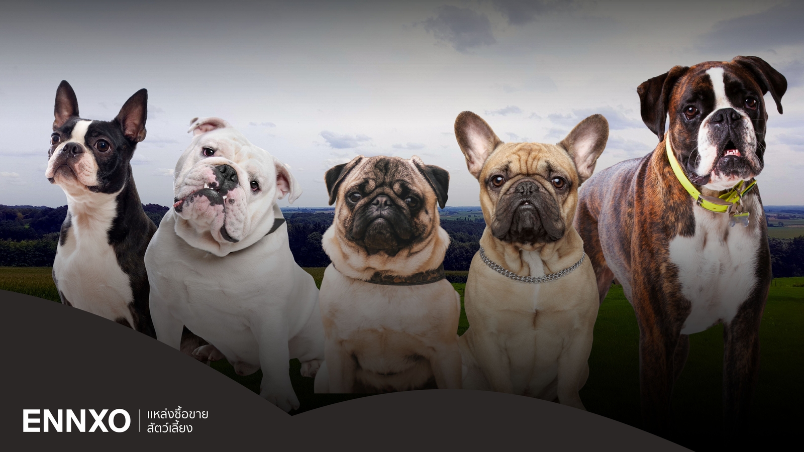 สุนัขหน้าย่น พันธุ์อะไร รวมหมาหน้าย่นสุดฮิต พร้อมจุดเด่นแต่ละพันธุ์