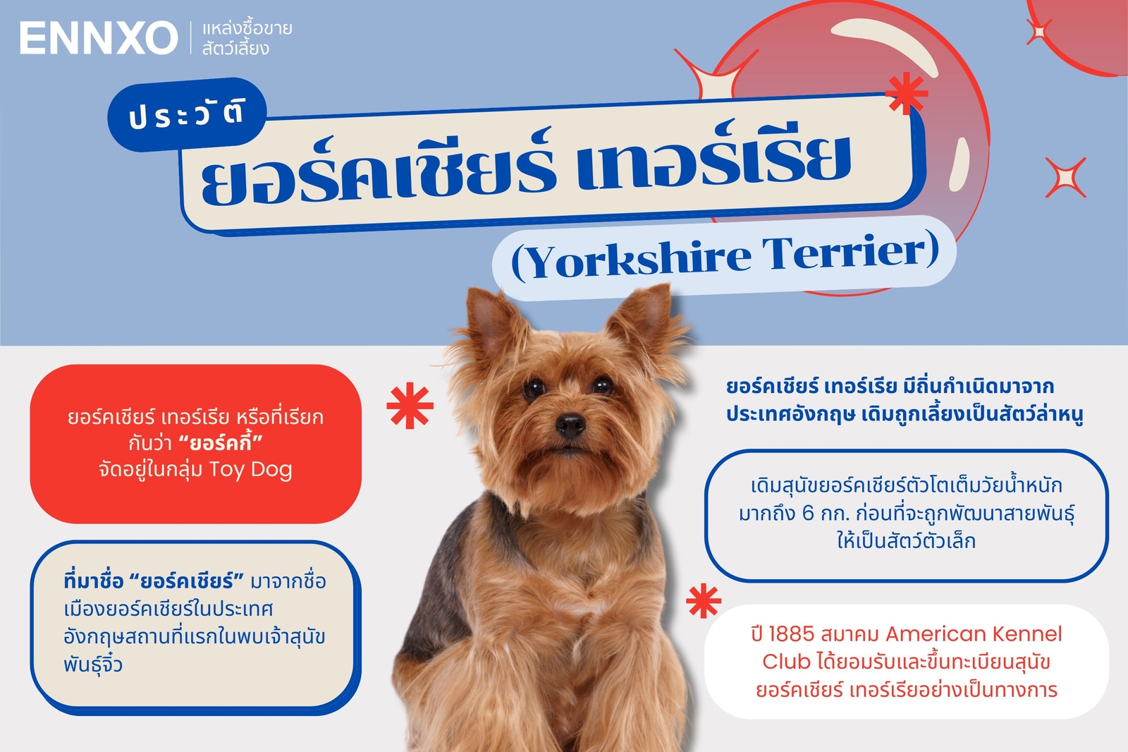 Yorkshire Terrier ยอร์คเชียร์ เทอร์เรีย ประวัติ