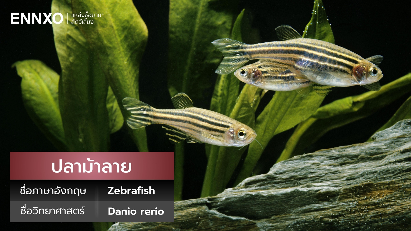 ปลาม้าลาย อายุขัย และราคา