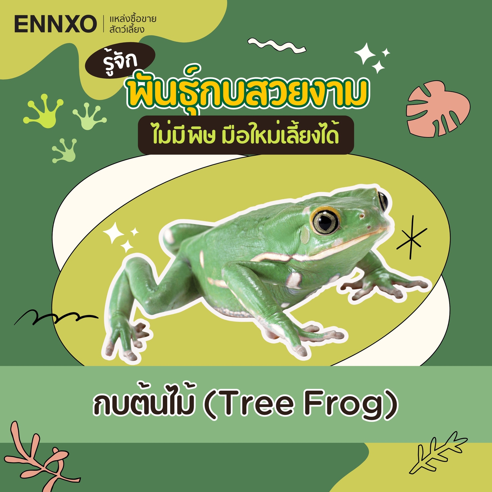 กบต้นไม้ white tree frog ราคาถูก