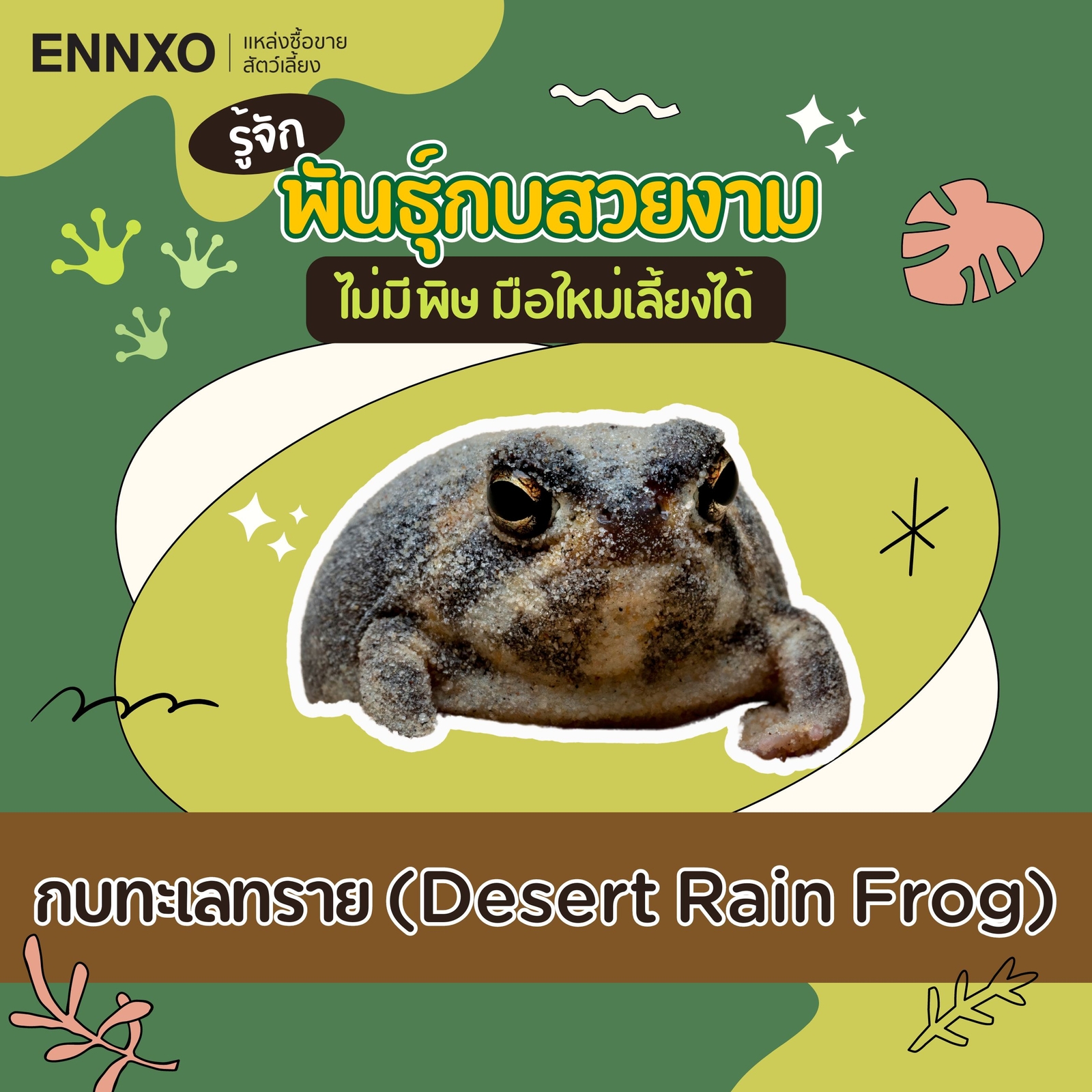 กบทะเลทราย desert rain frog เลี้ยงได้