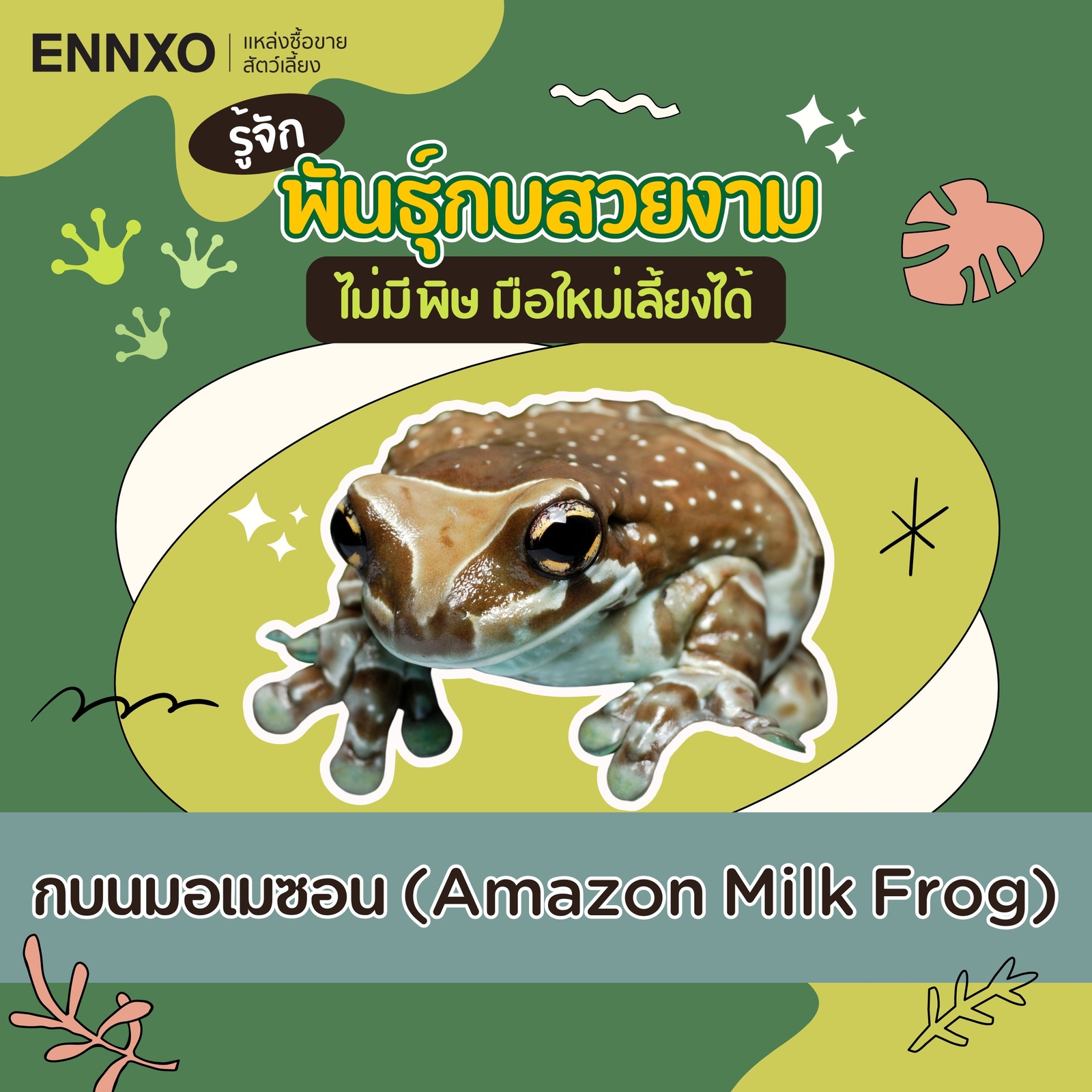 กบนมอเมซอน (amazon milk frog)