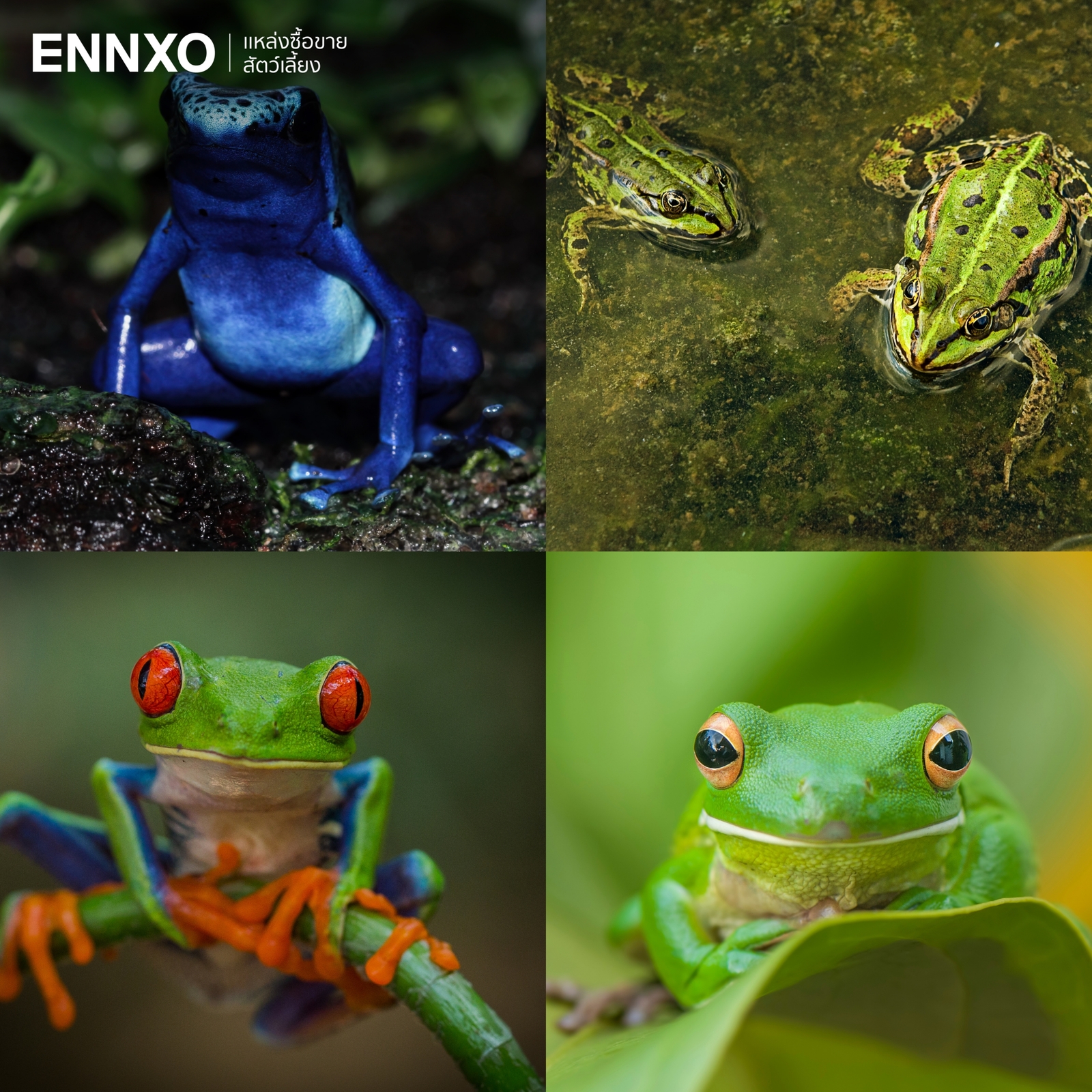 รูปกบสวยงาม