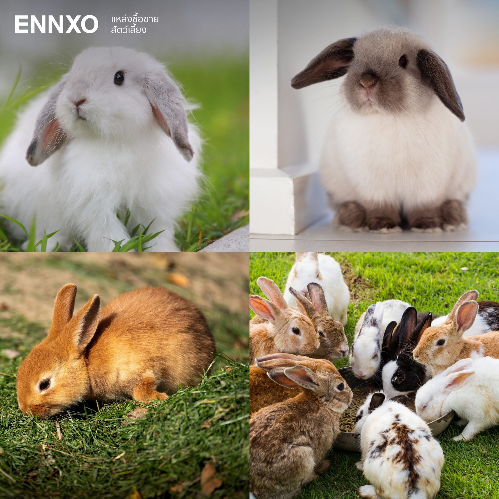 รูปกระต่าย