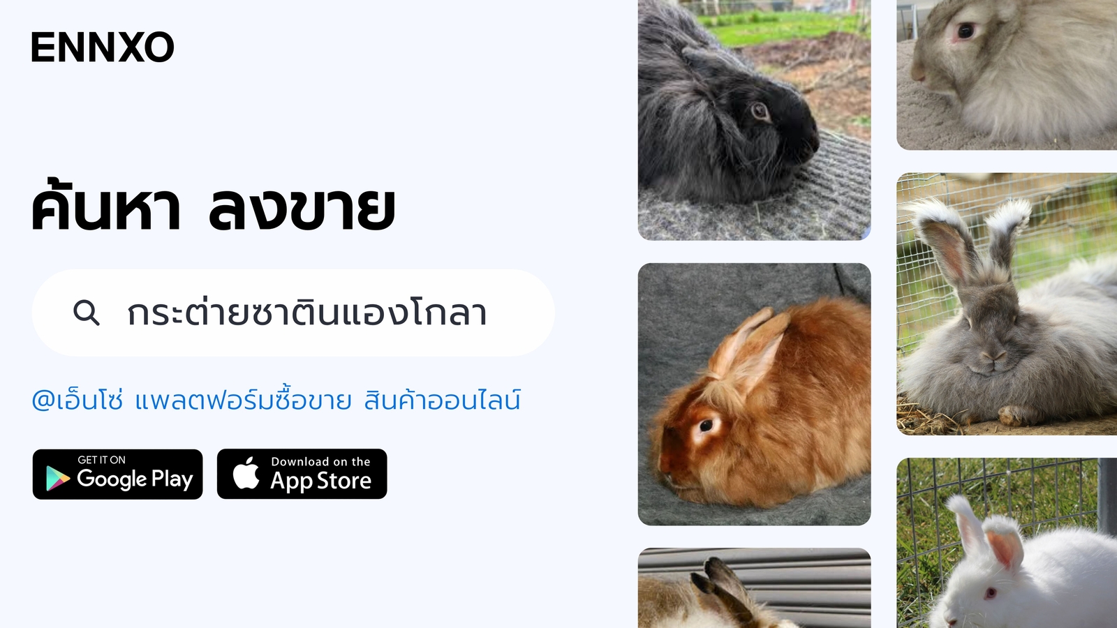 กระต่ายซาตินแองโกลา ราคา ซื้อขายที่ ENNXO