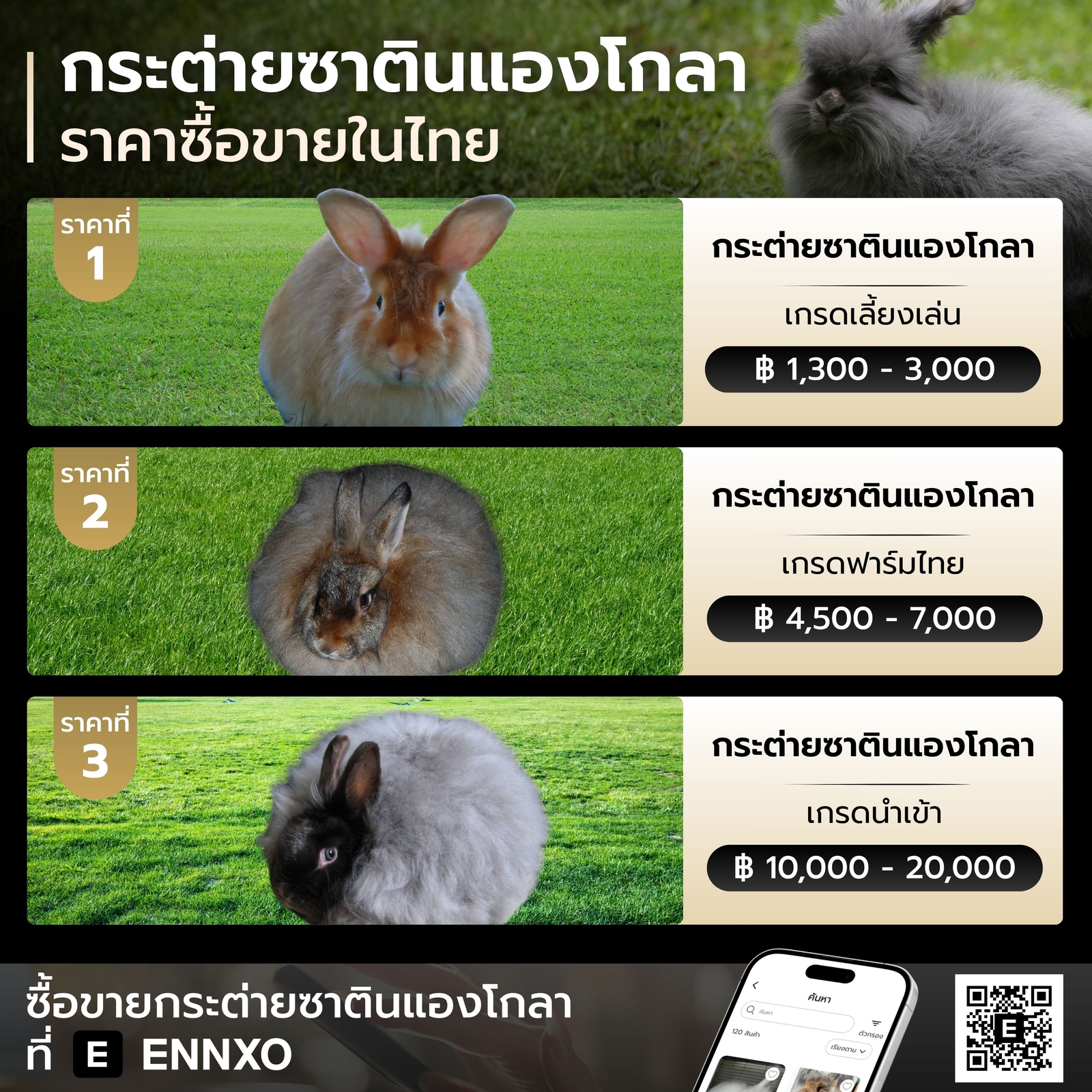 กระต่ายซาตินแองโกลา ราคาซื้อขายในไทย
