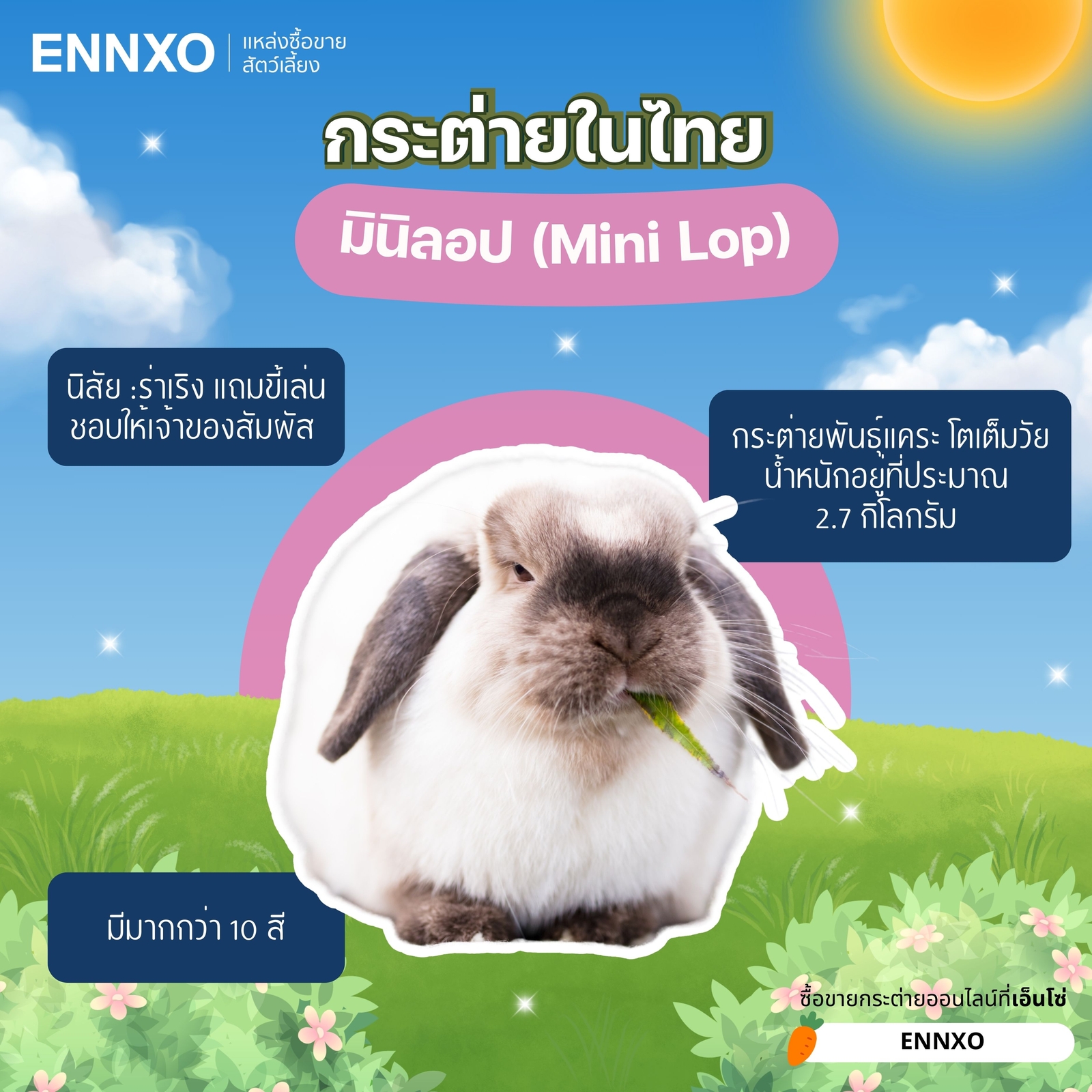 กระต่ายมินิลอป Mini Lopสายพันธุ์กระต่ายในไทย