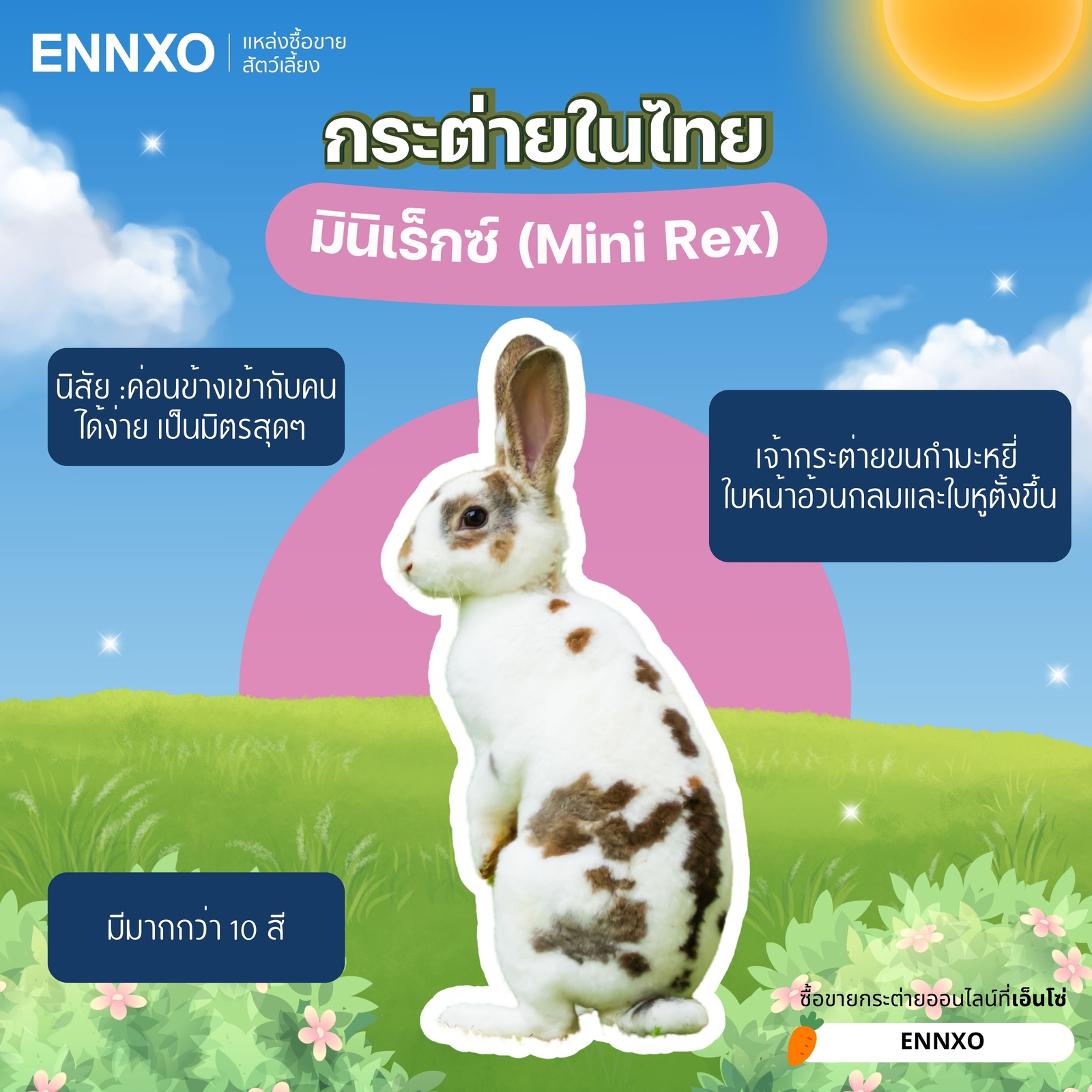 กระต่ายมินิเร็กซ์ Mini Rex กระต่ายสายพันธุ์ยอดนิยม